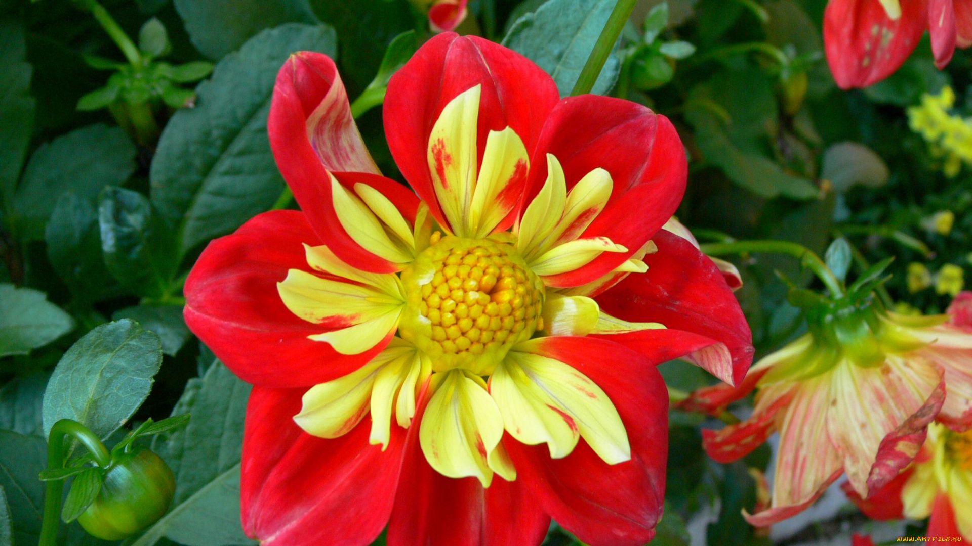 цветы, георгины