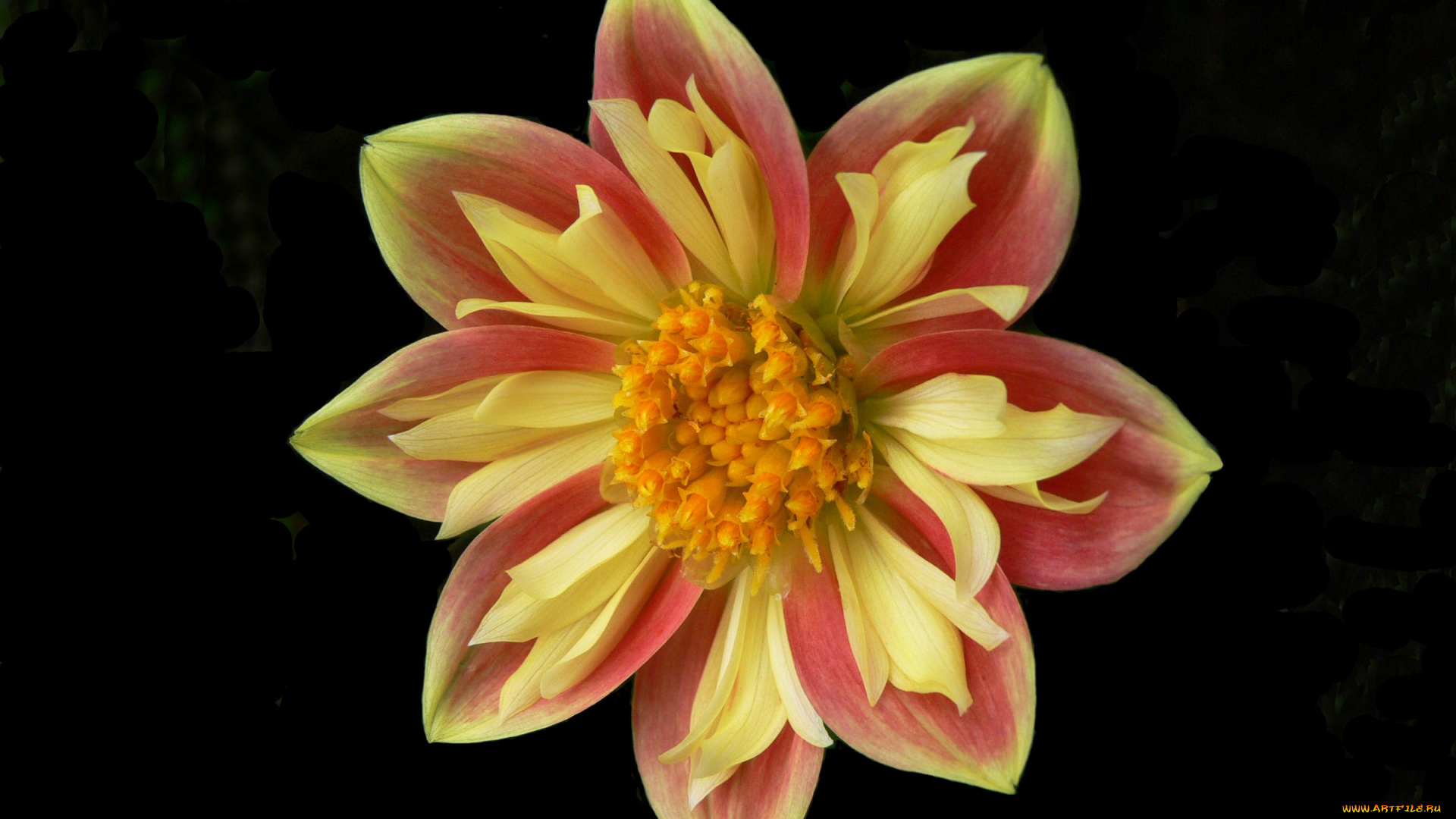 цветы, георгины