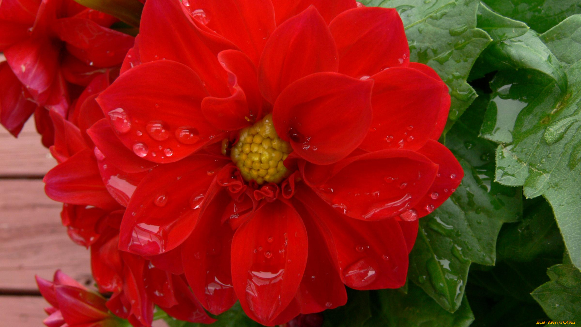 цветы, георгины