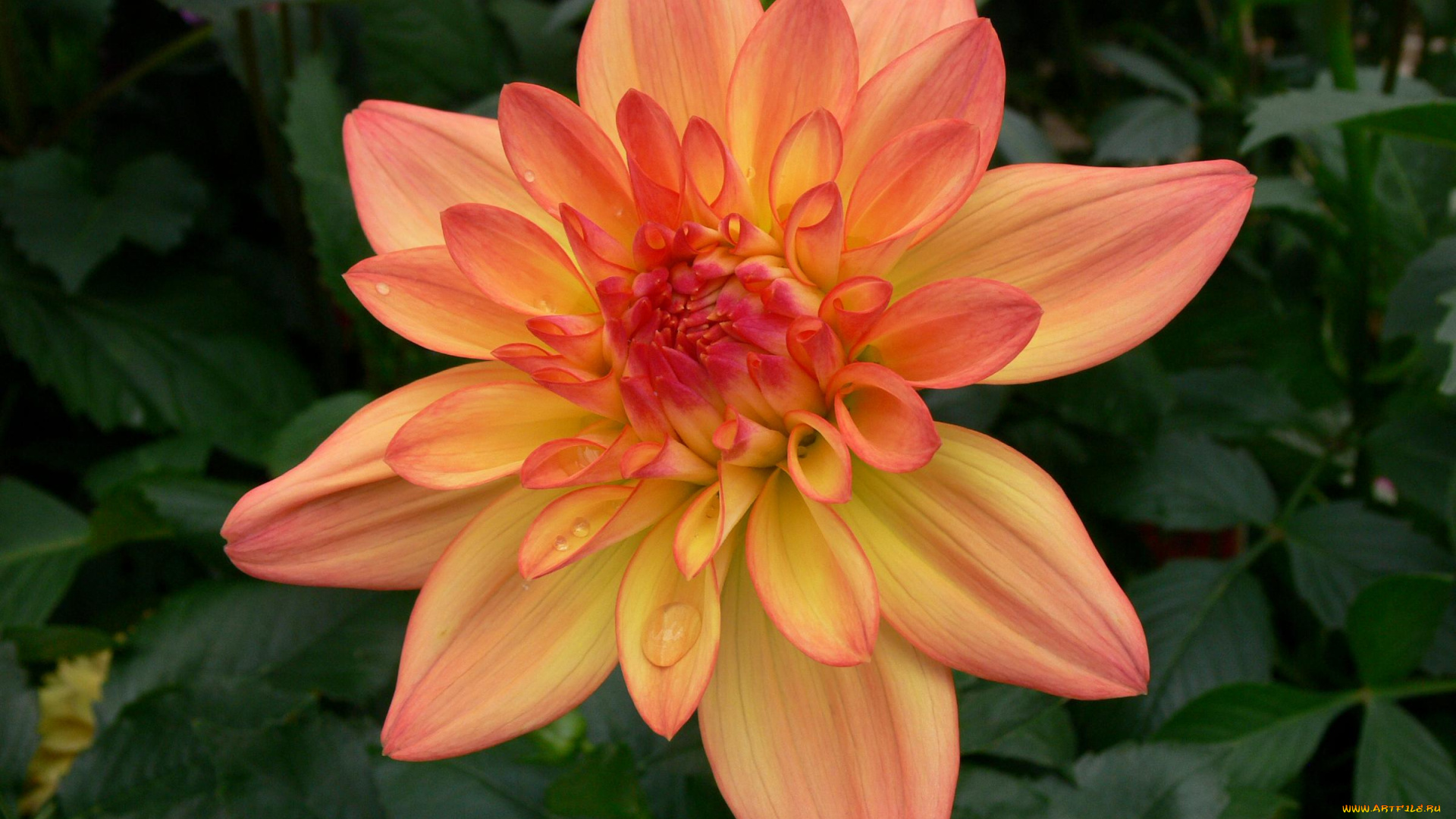 цветы, георгины