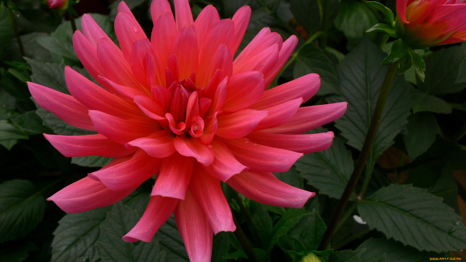 цветы, георгины