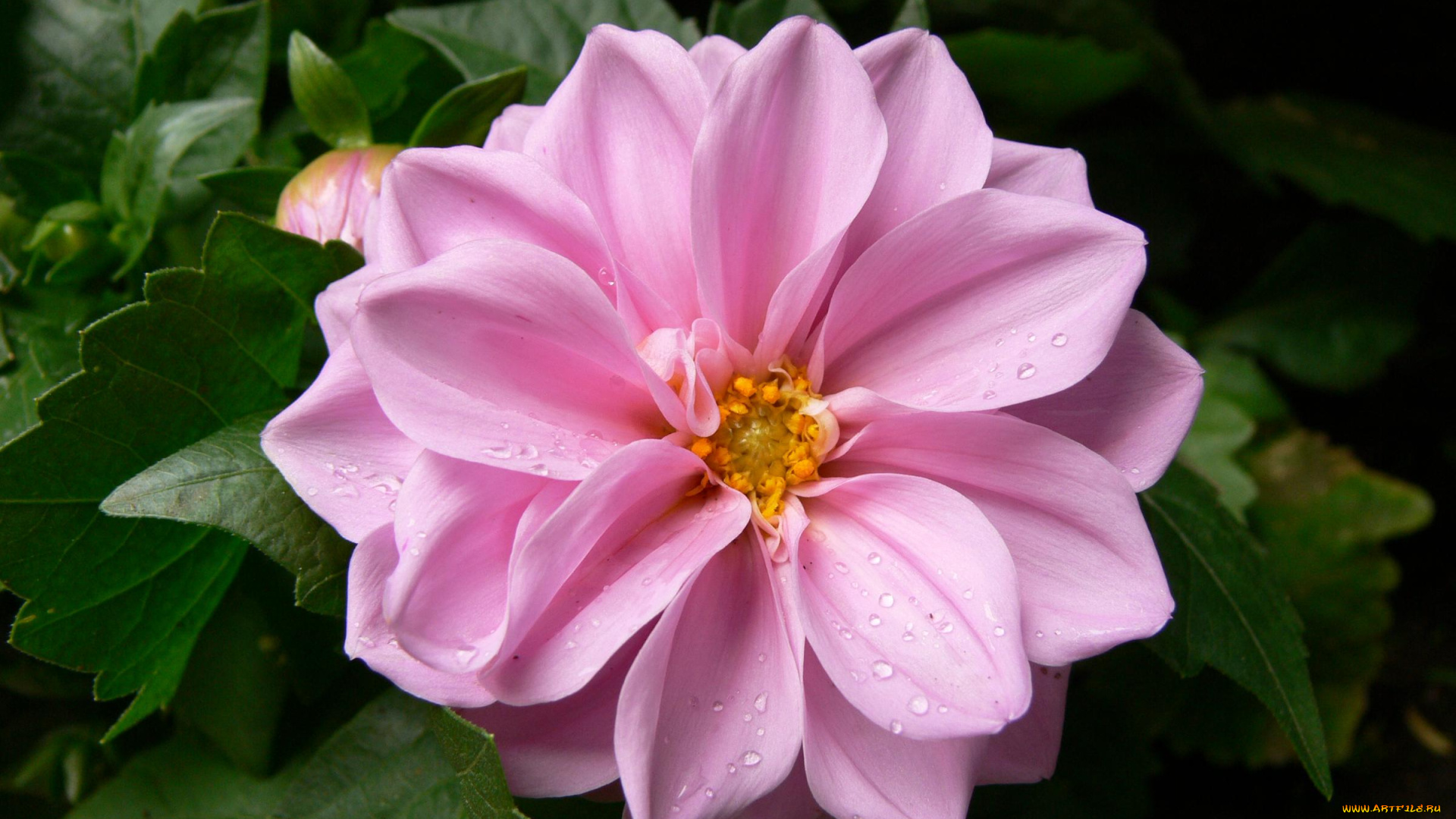 цветы, георгины