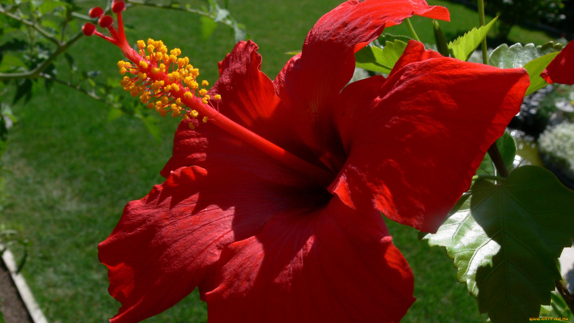 цветы, гибискусы