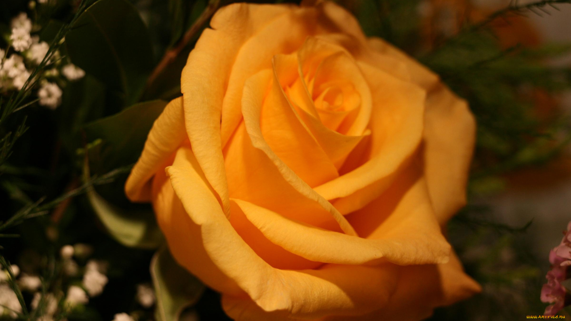 цветы, розы