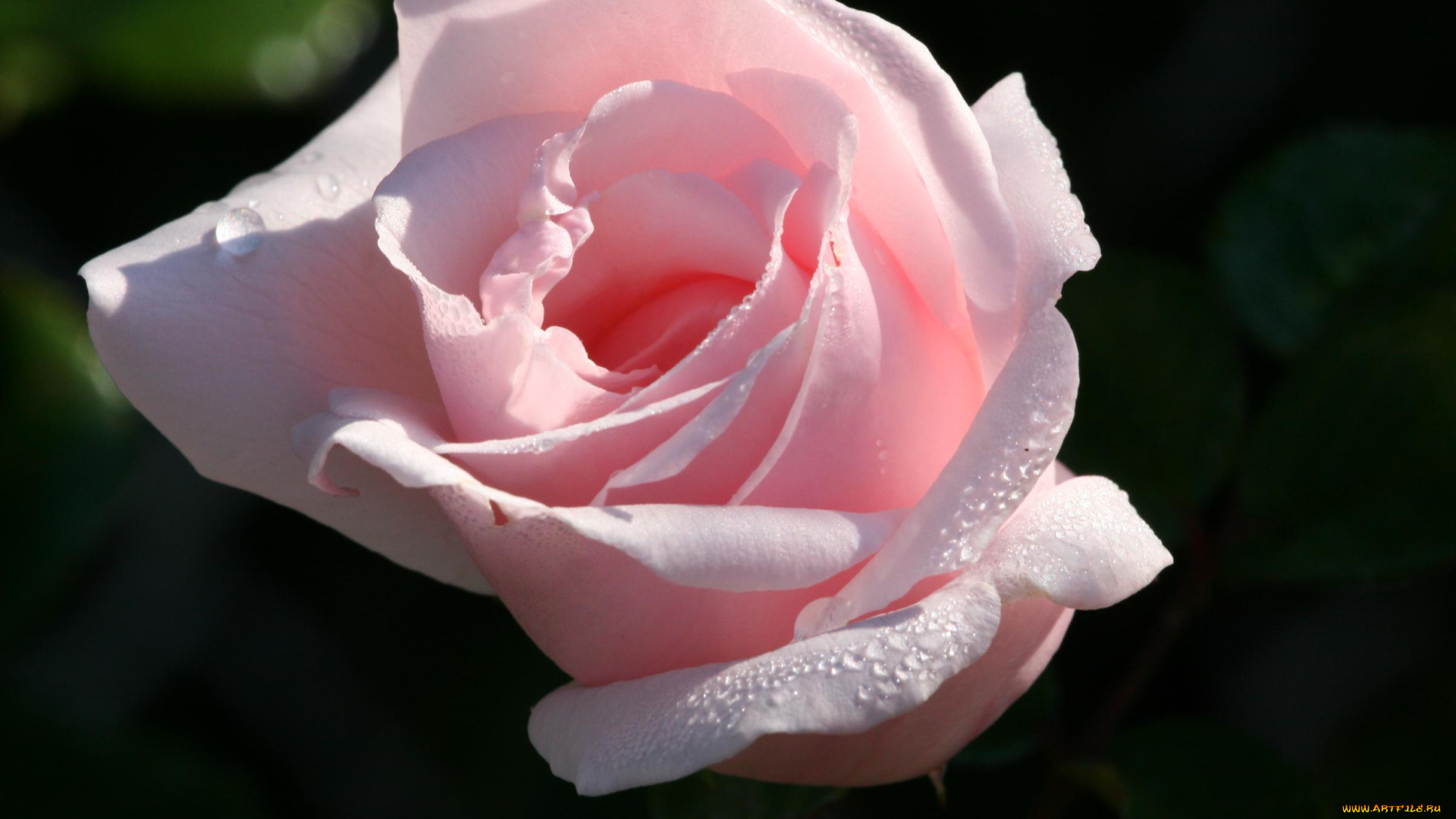 цветы, розы