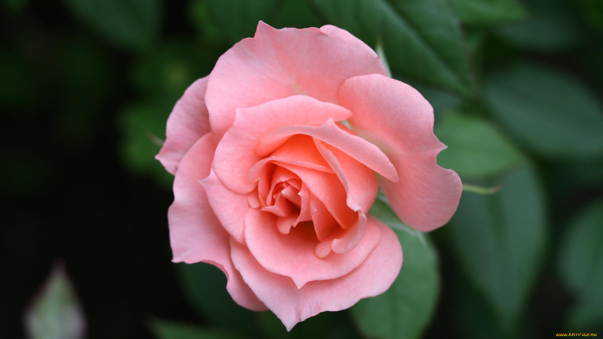 цветы, розы