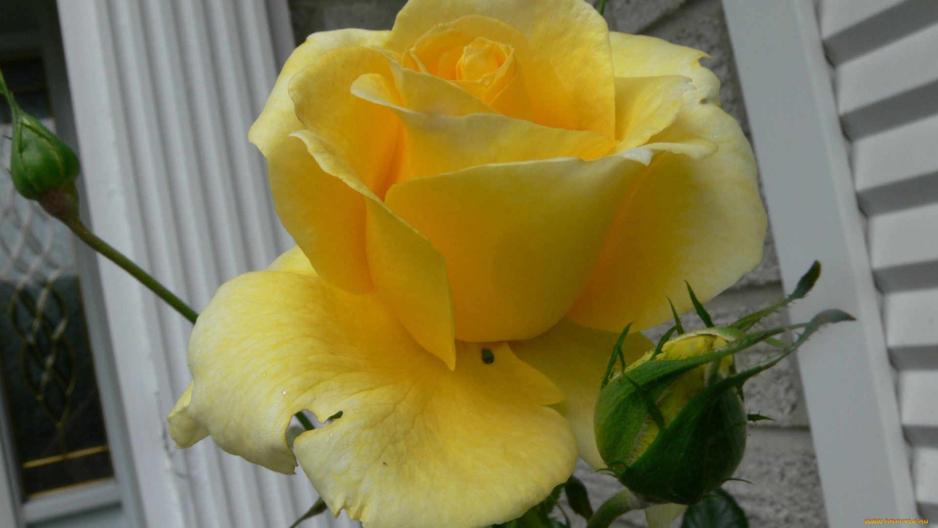 цветы, розы