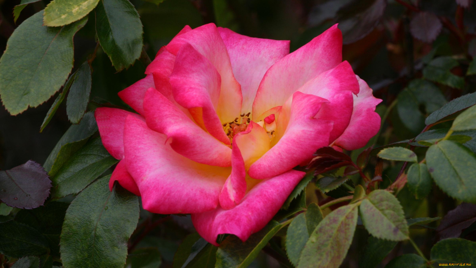 цветы, розы