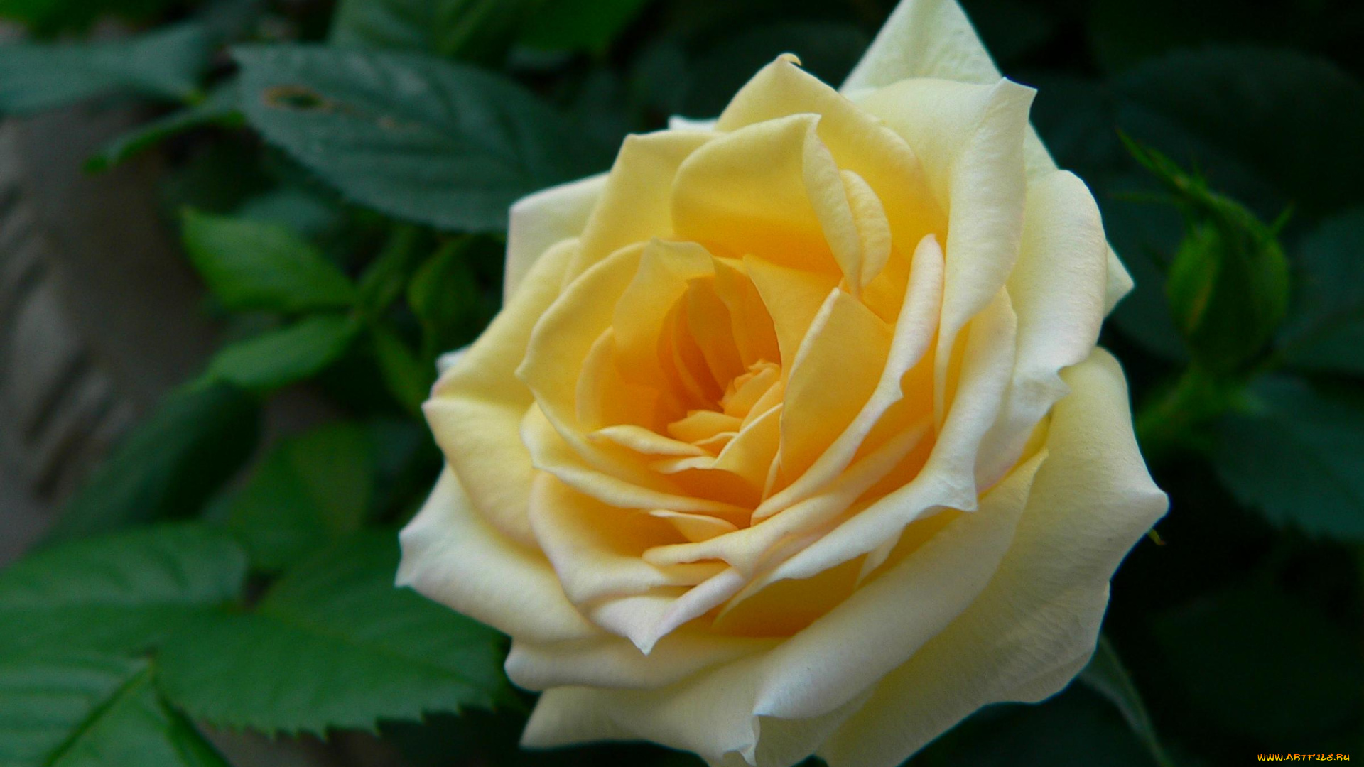 цветы, розы