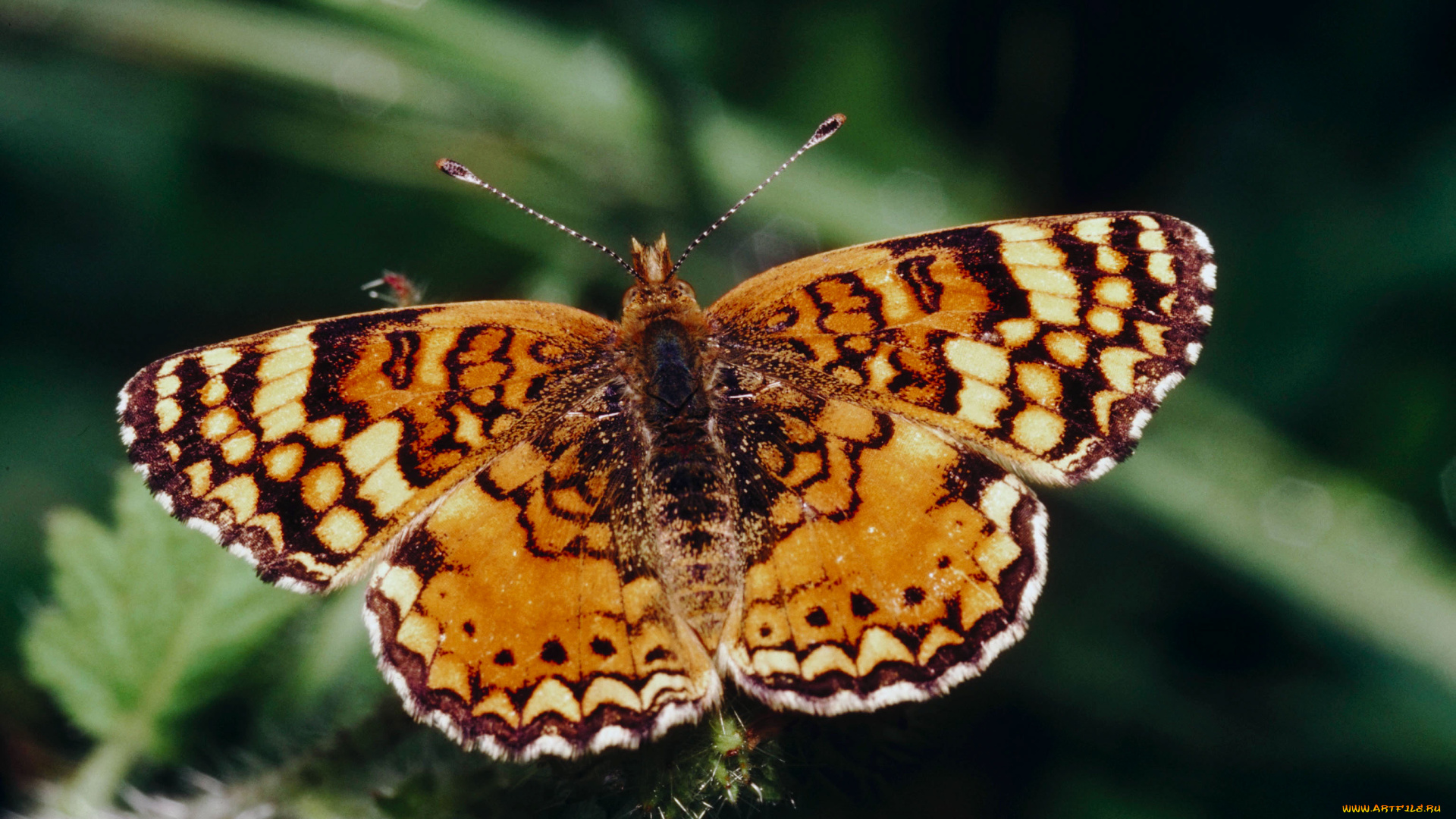 животные, бабочки