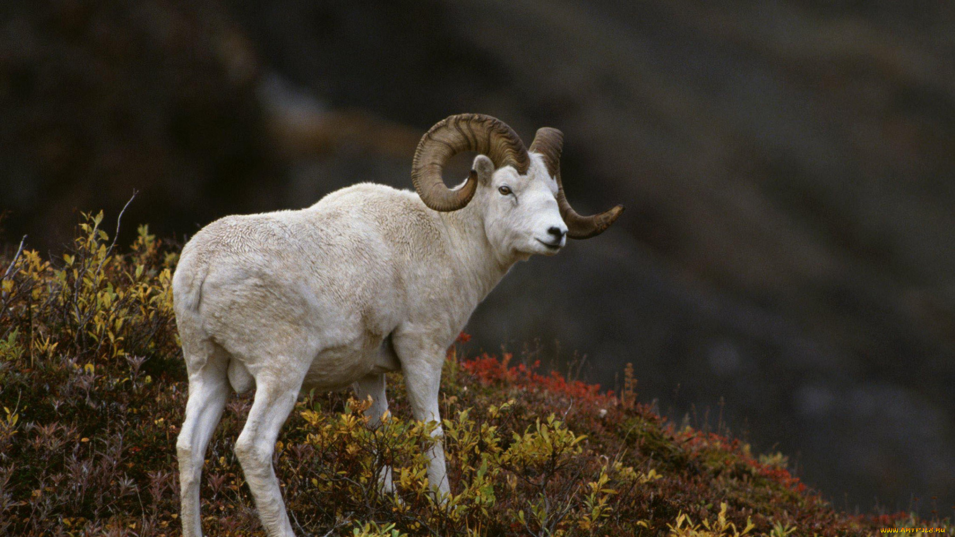 животные, овцы, бараны