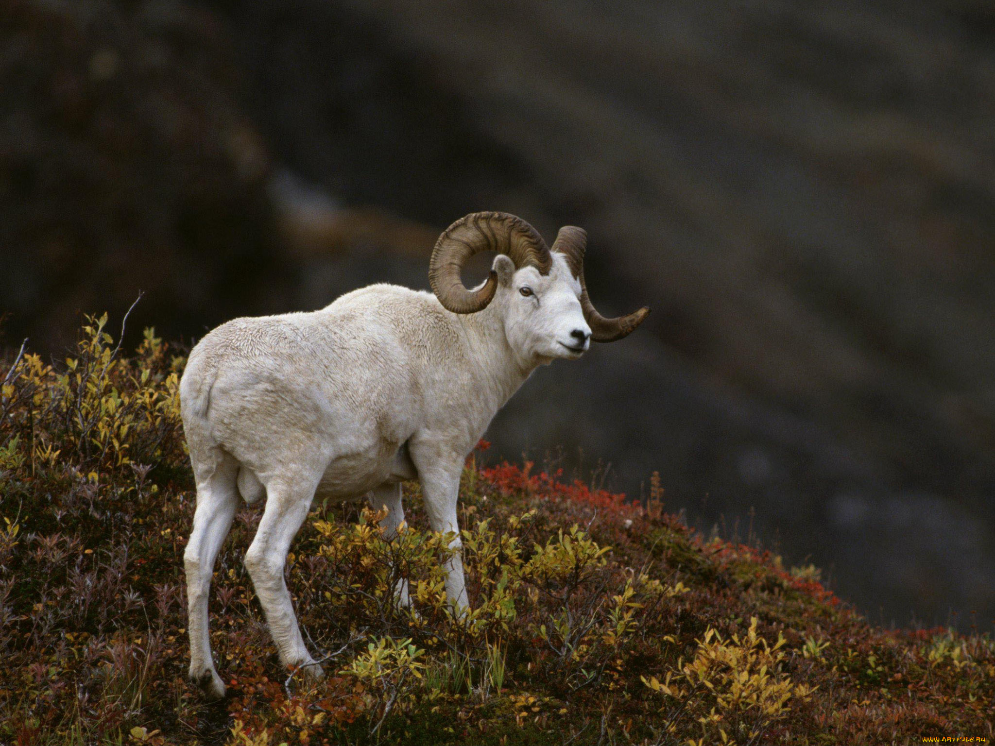 животные, овцы, бараны