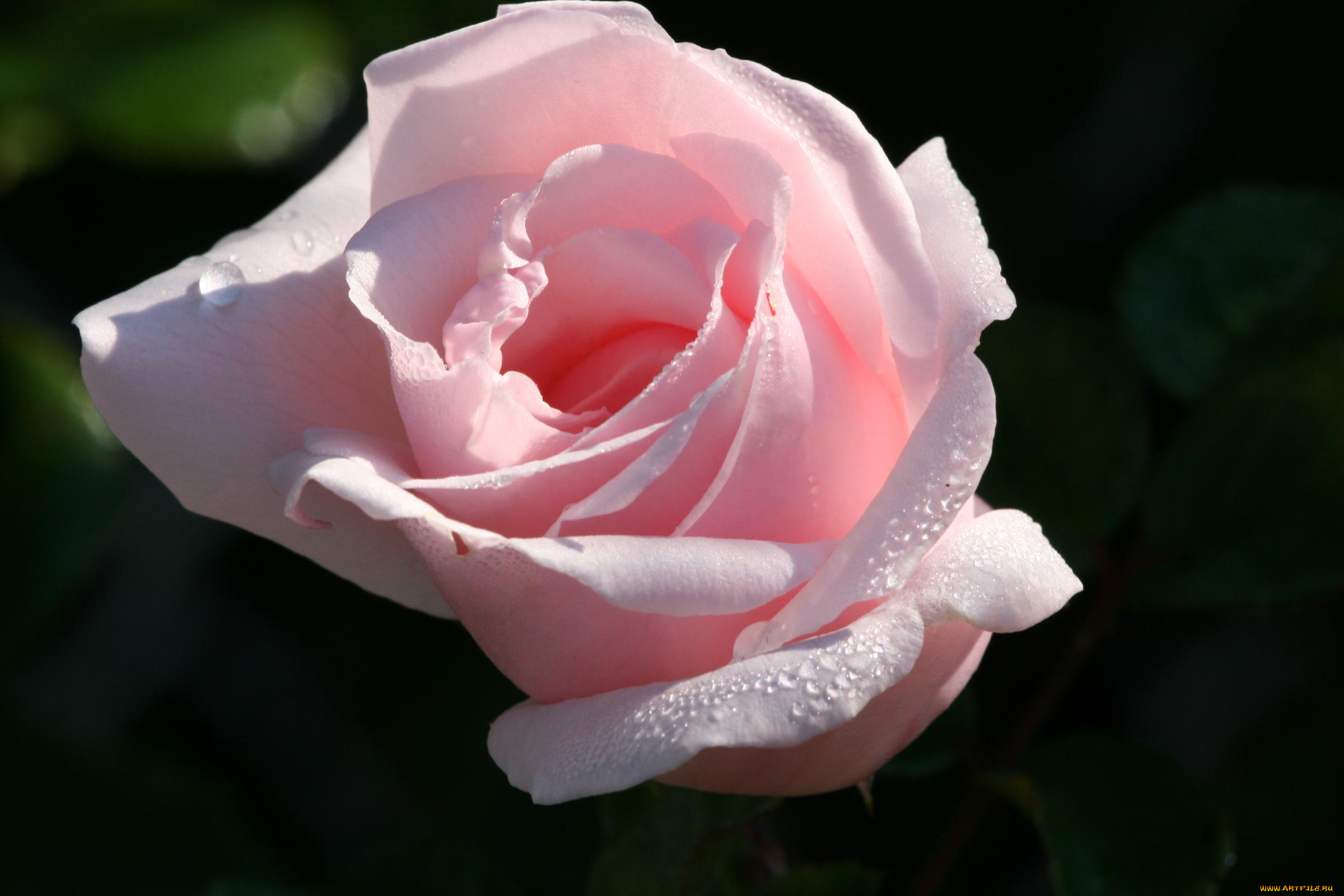 цветы, розы