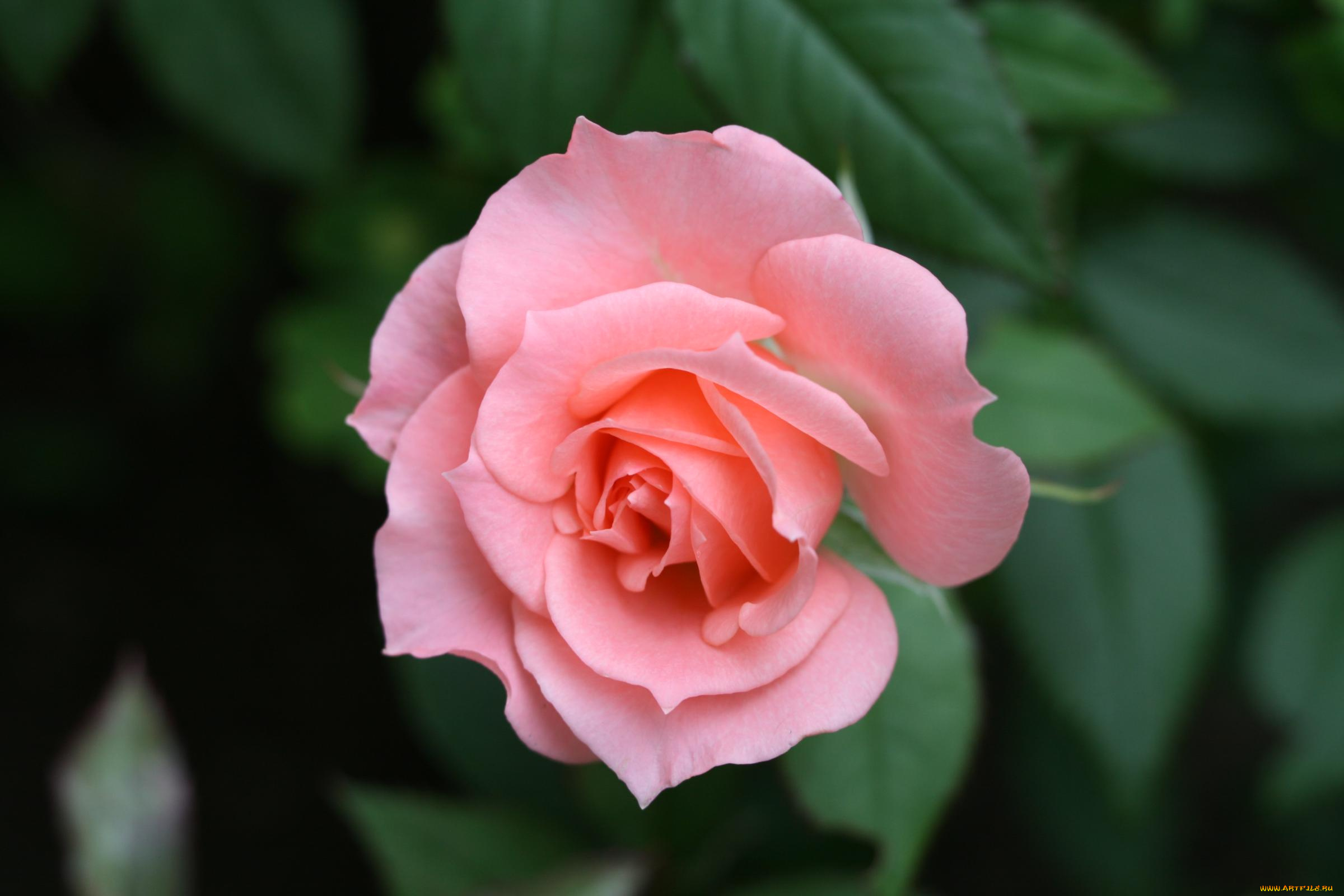 цветы, розы