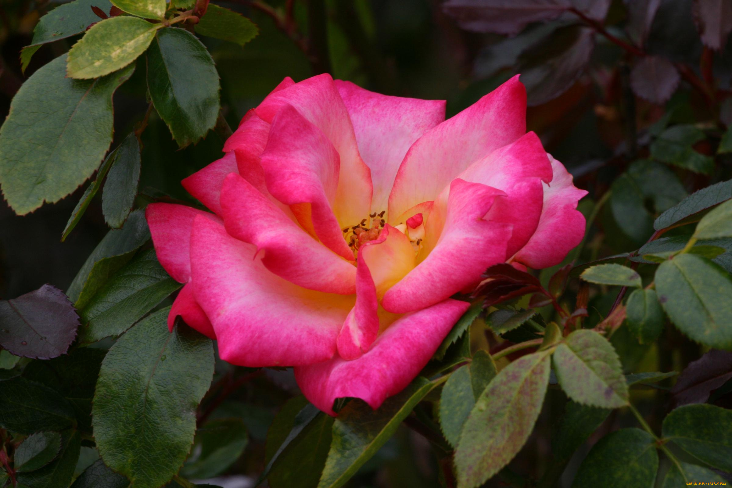 цветы, розы