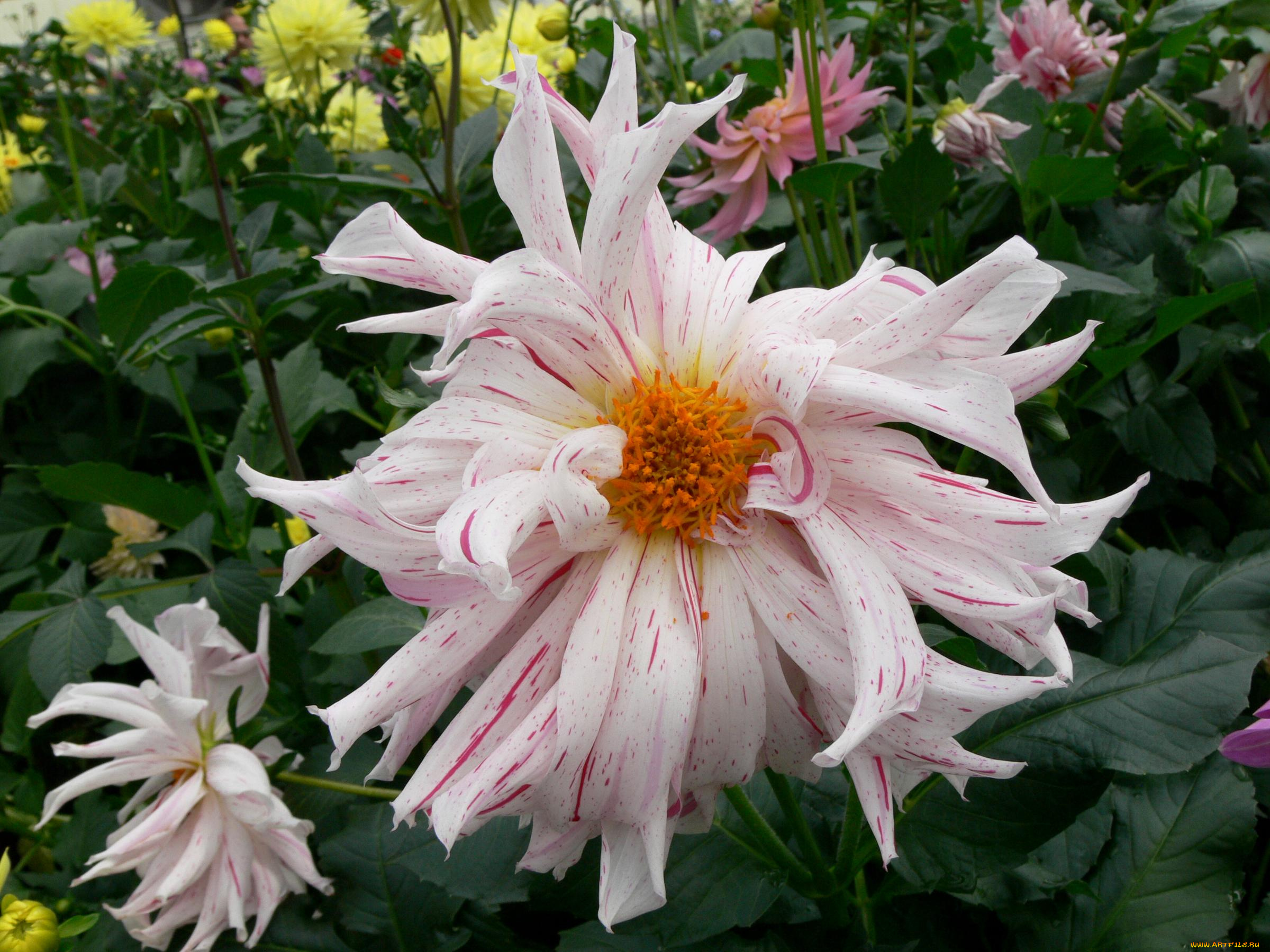 цветы, георгины