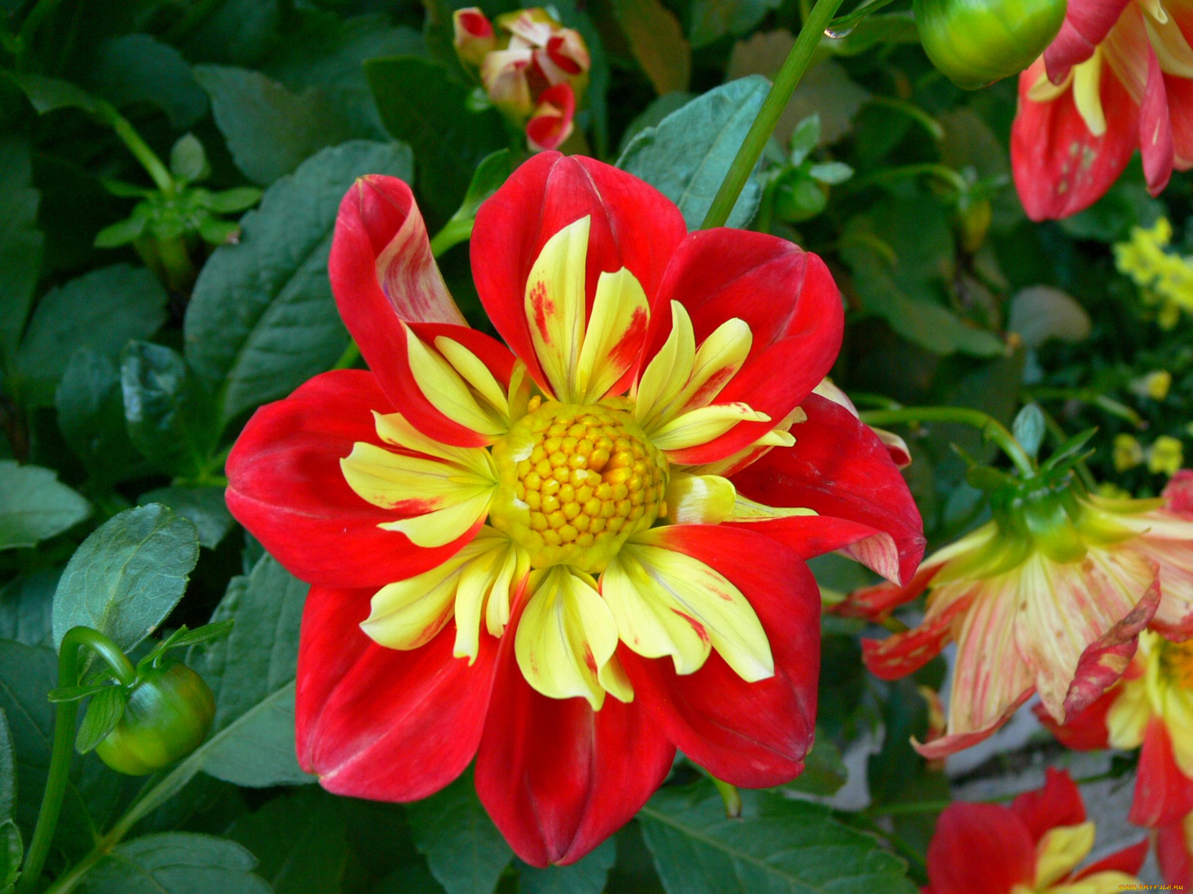 цветы, георгины