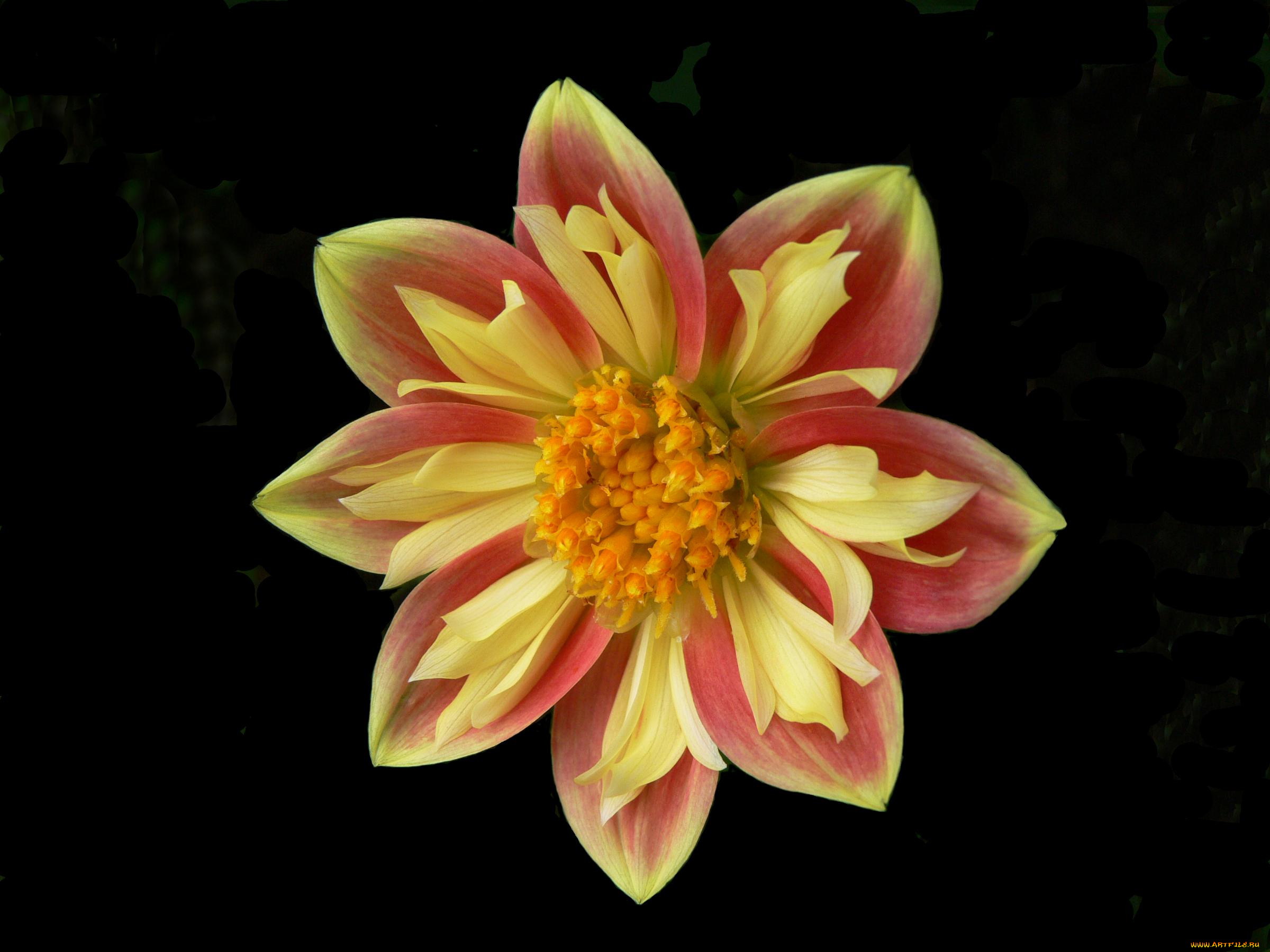 цветы, георгины