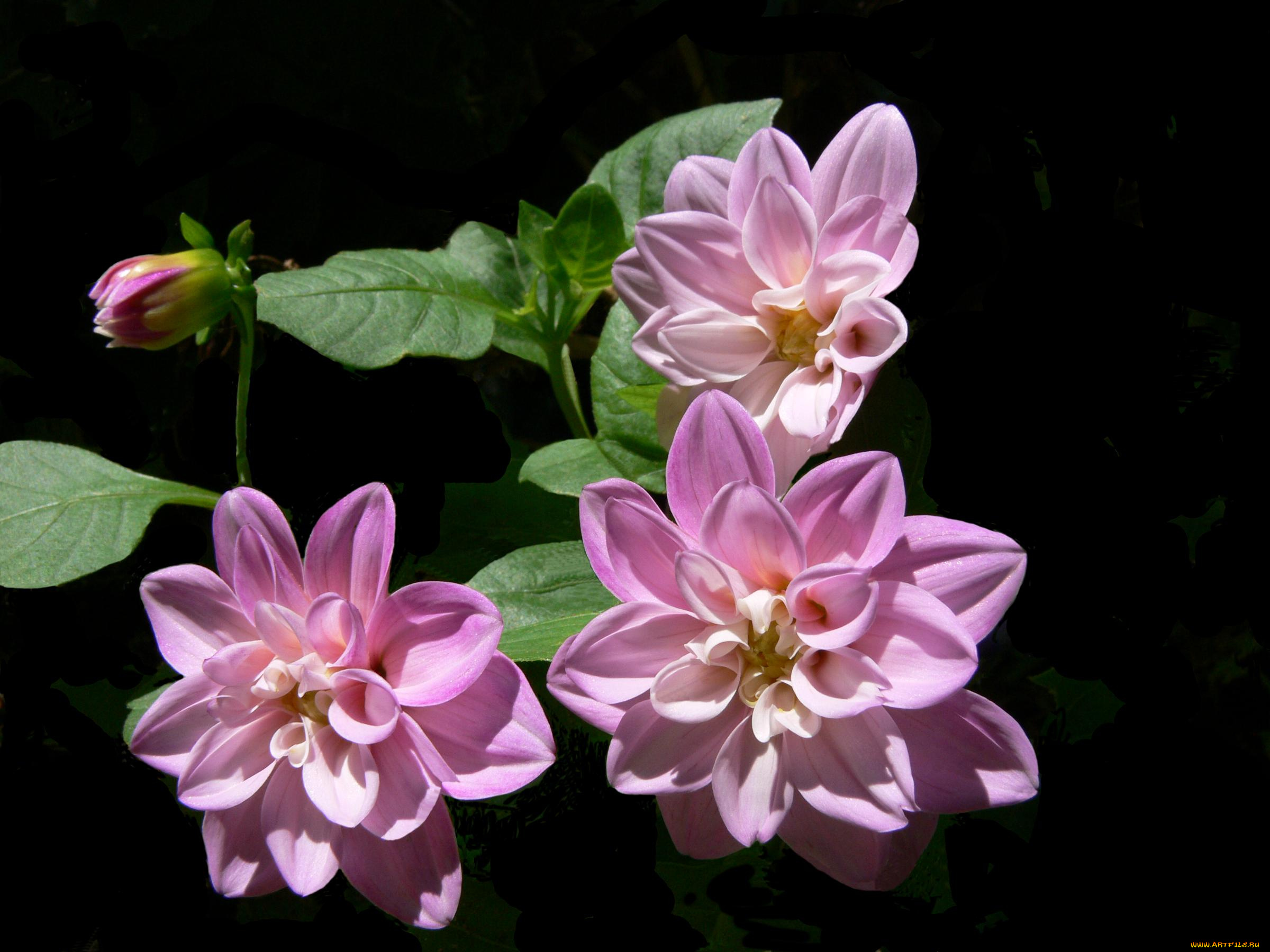 цветы, георгины