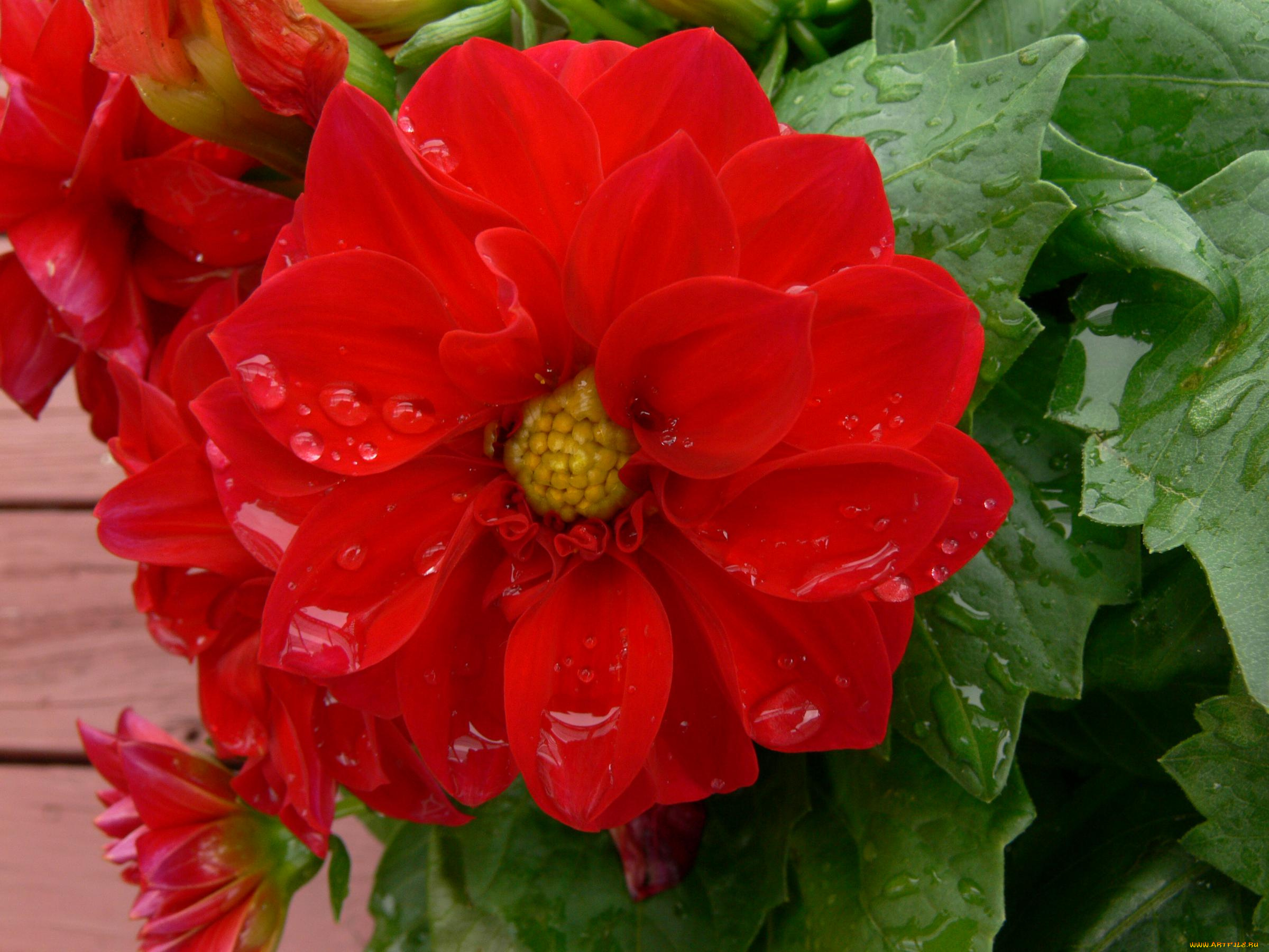 цветы, георгины