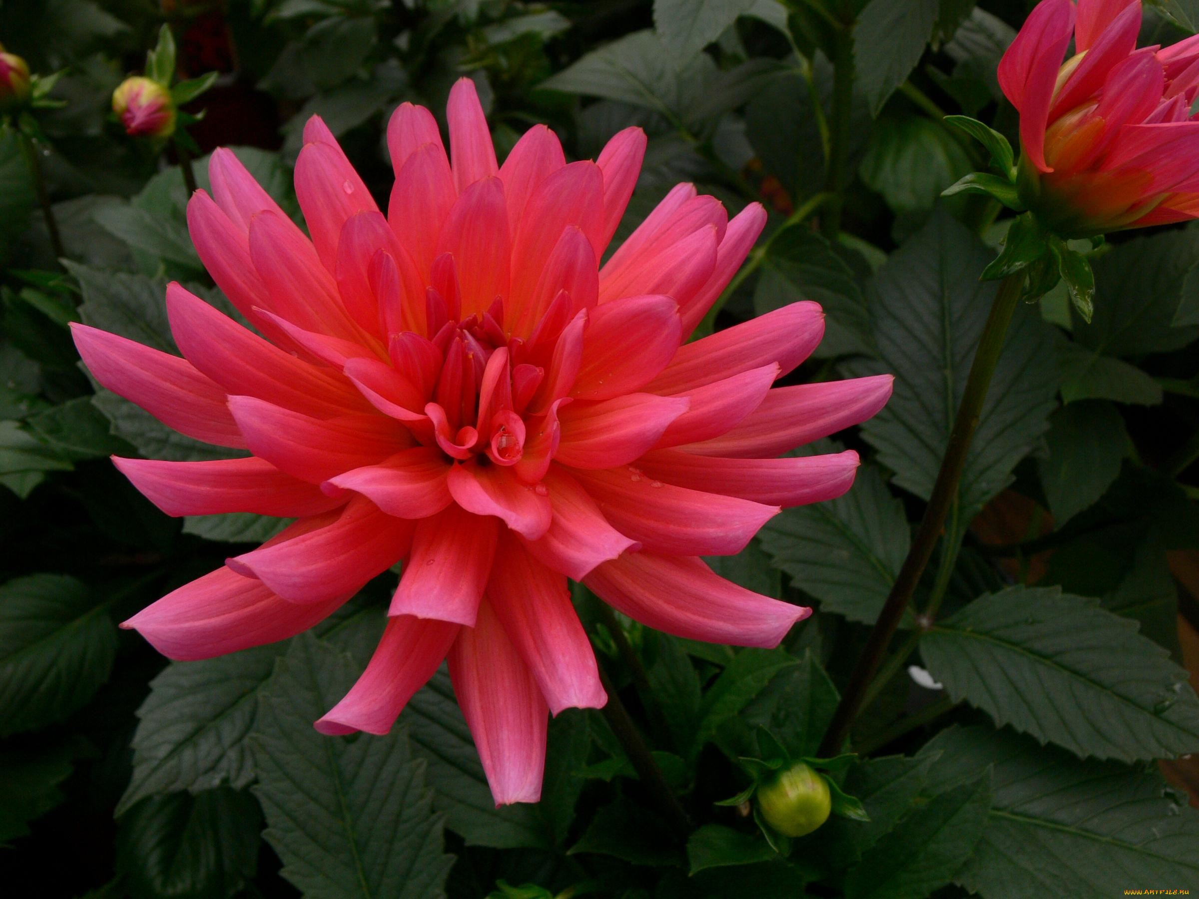 цветы, георгины