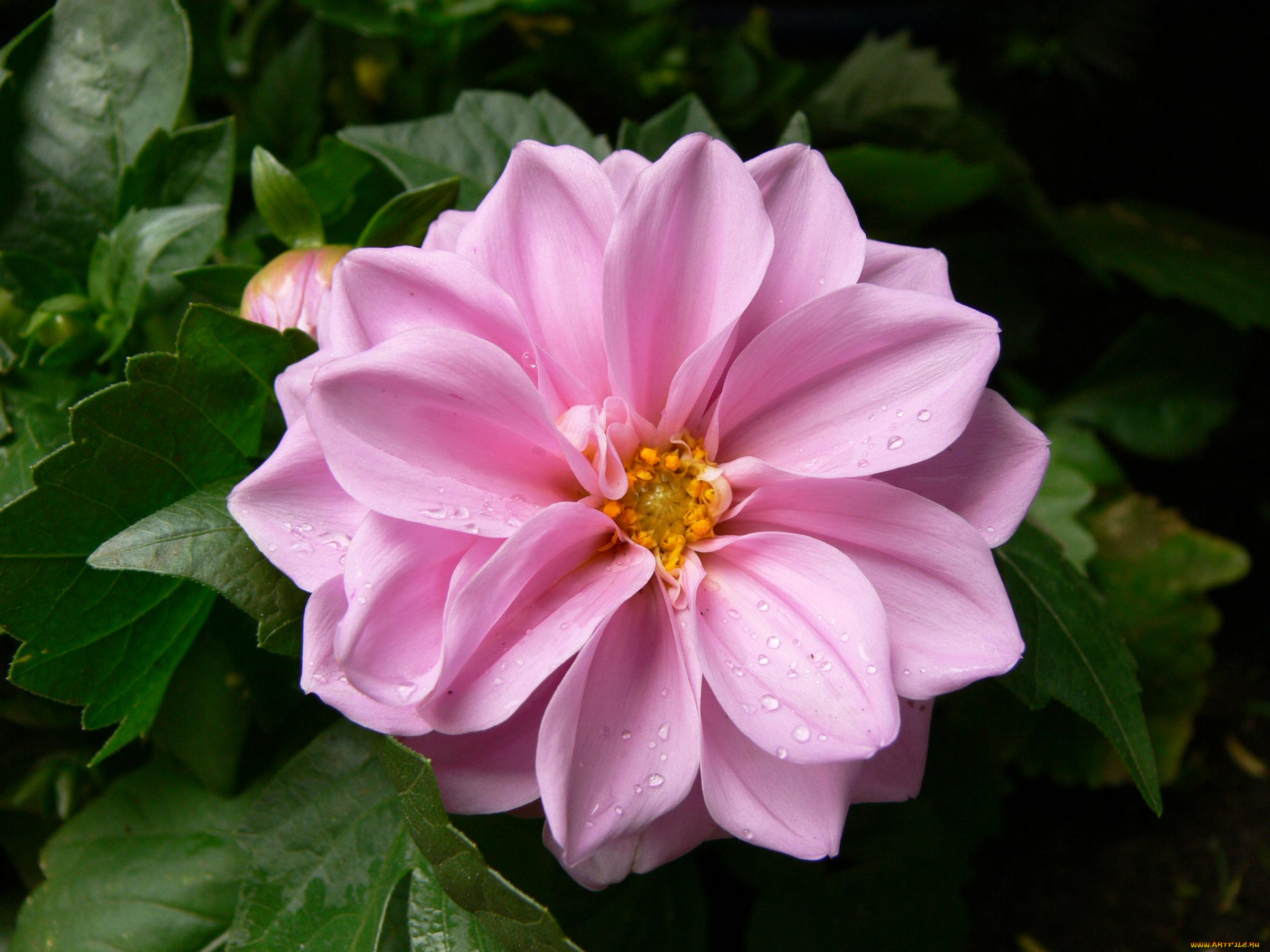 цветы, георгины