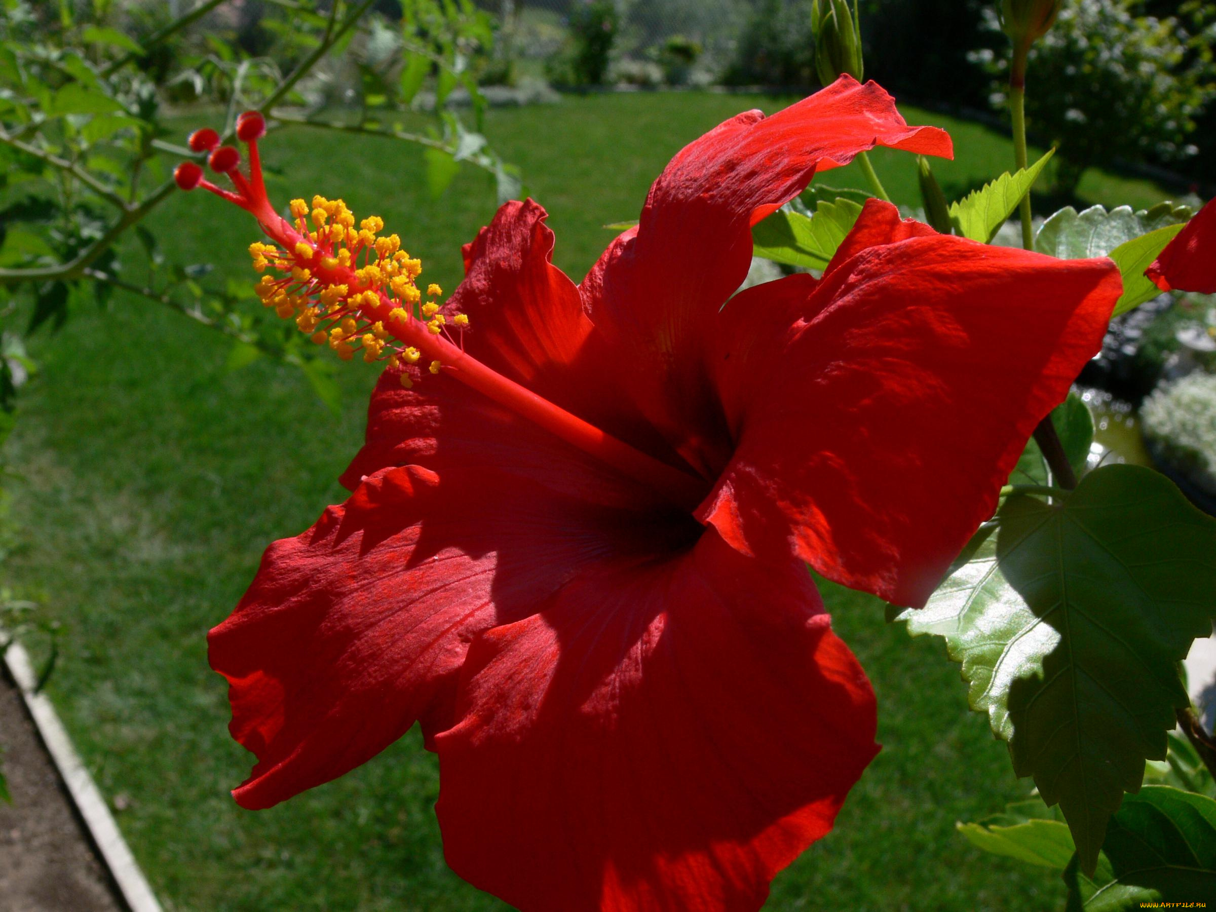 цветы, гибискусы