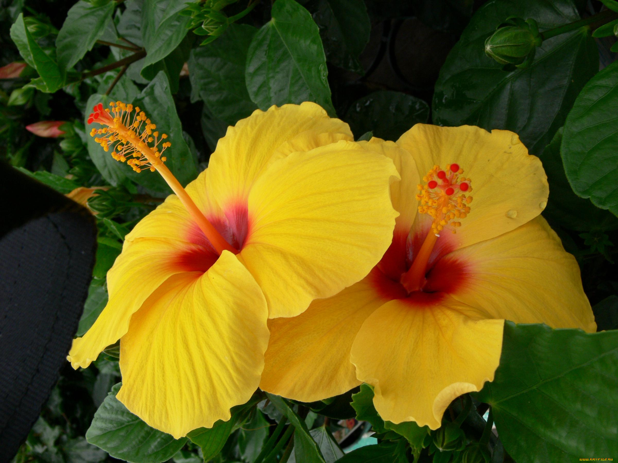 цветы, гибискусы