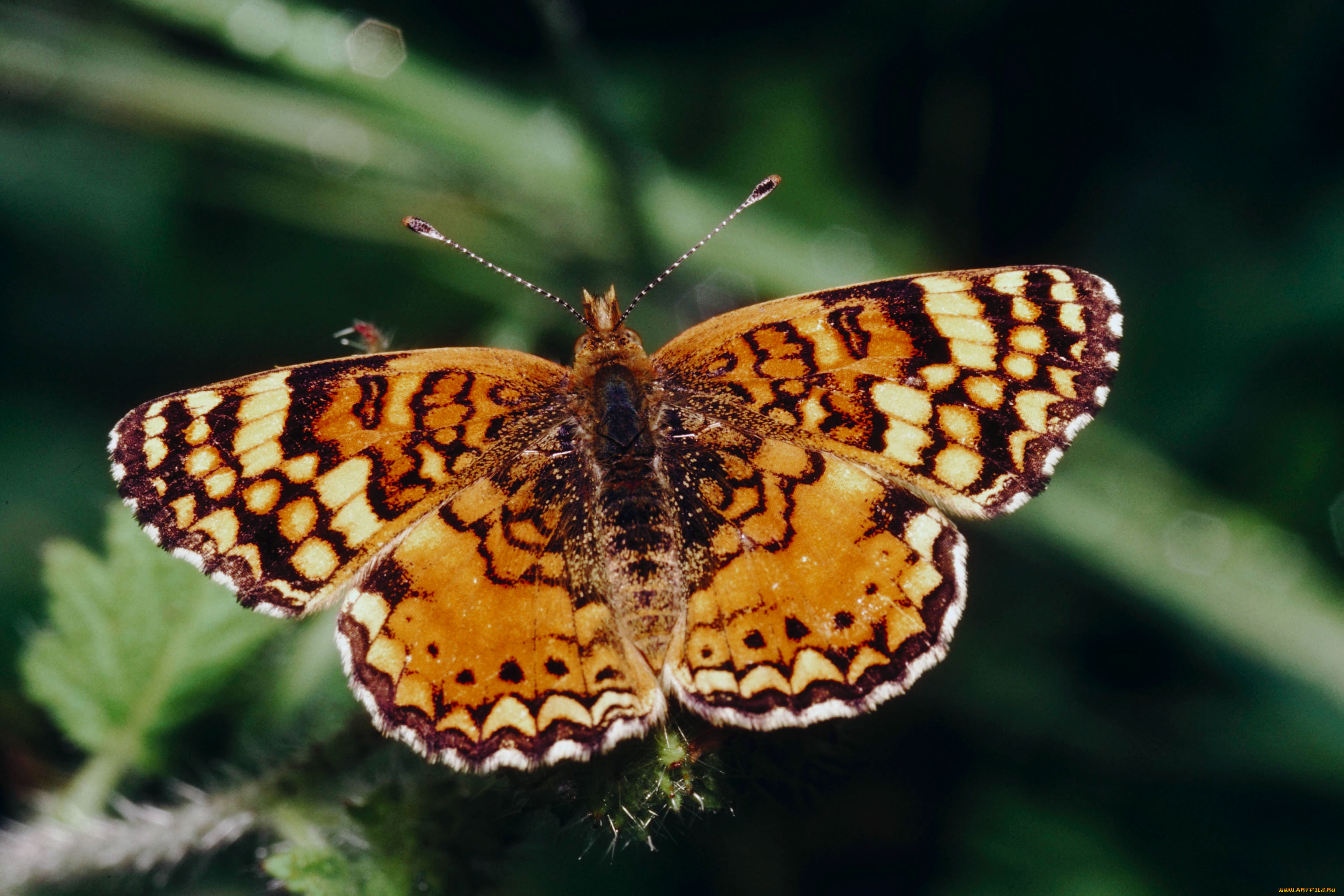 животные, бабочки