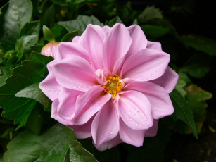 обоя цветы, георгины