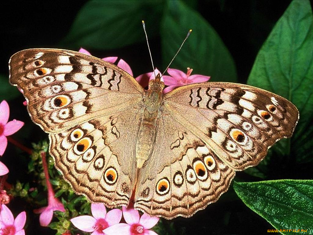 животные, бабочки