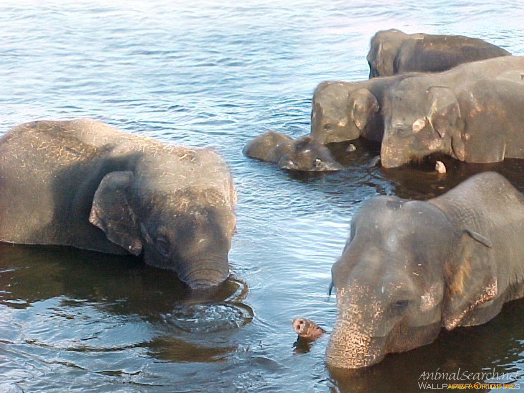 животные, слоны