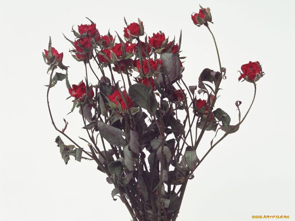 цветы, розы