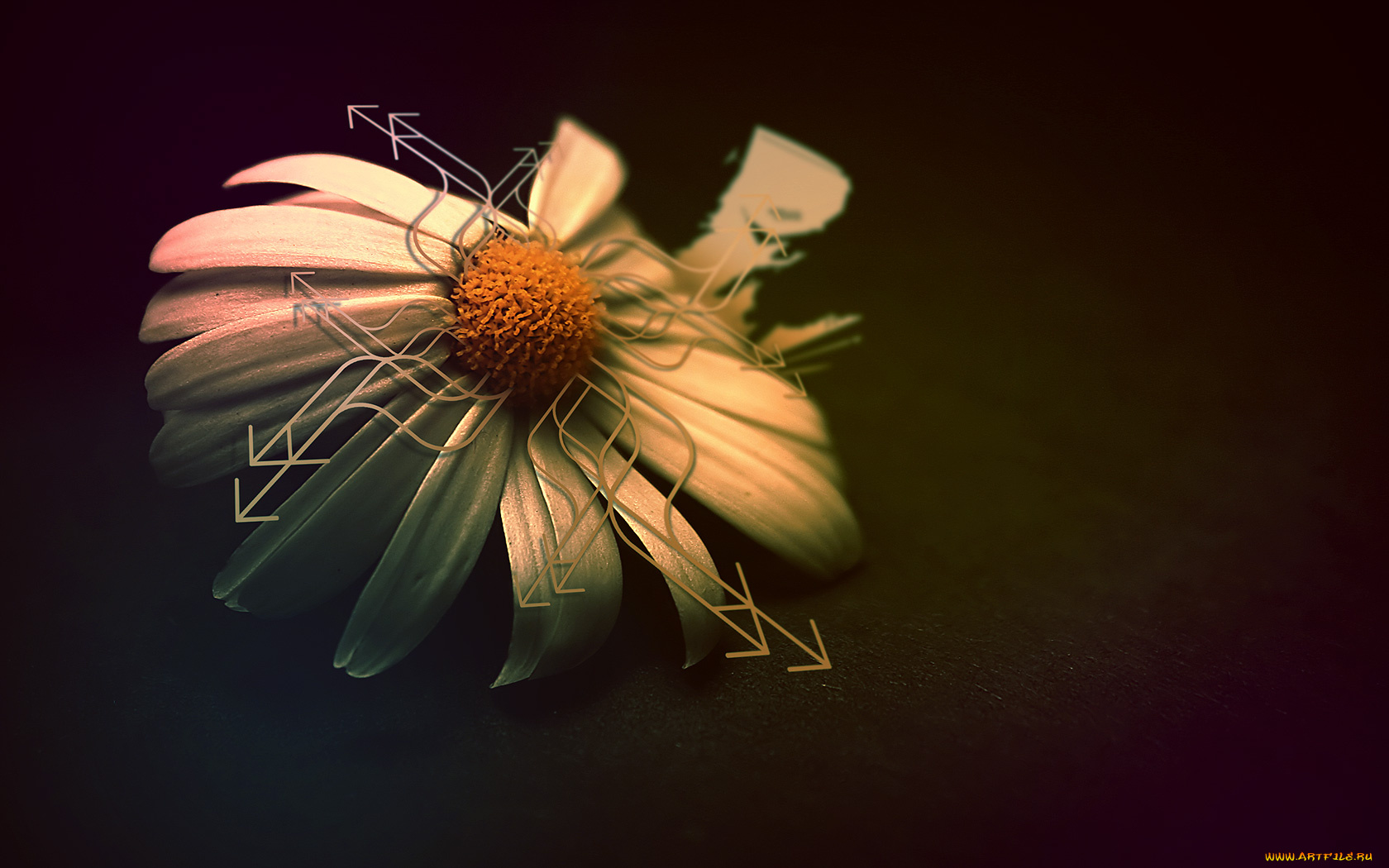 цветы, ромашки