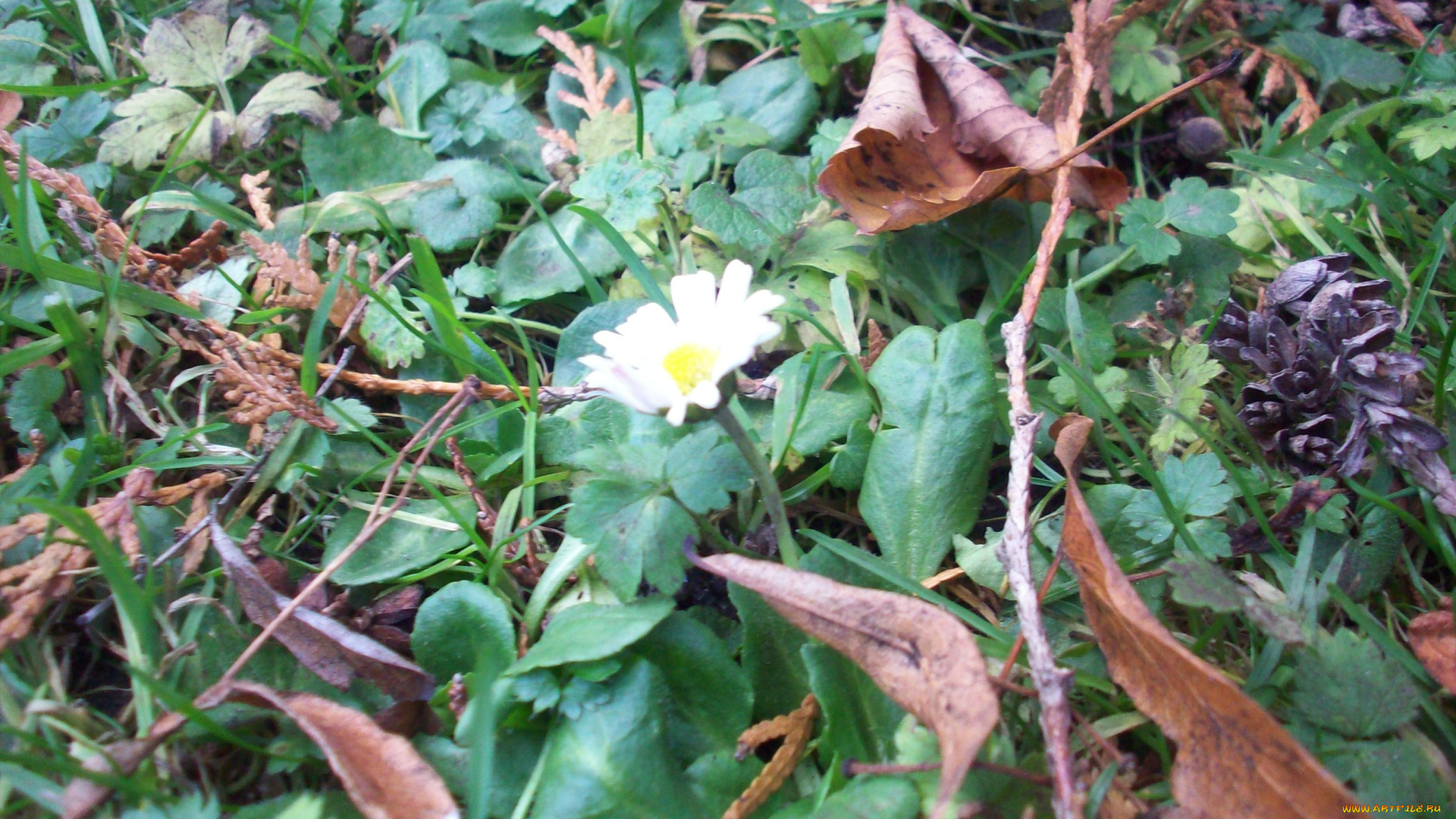 декабрьские, цветы, рига, луговые, полевые