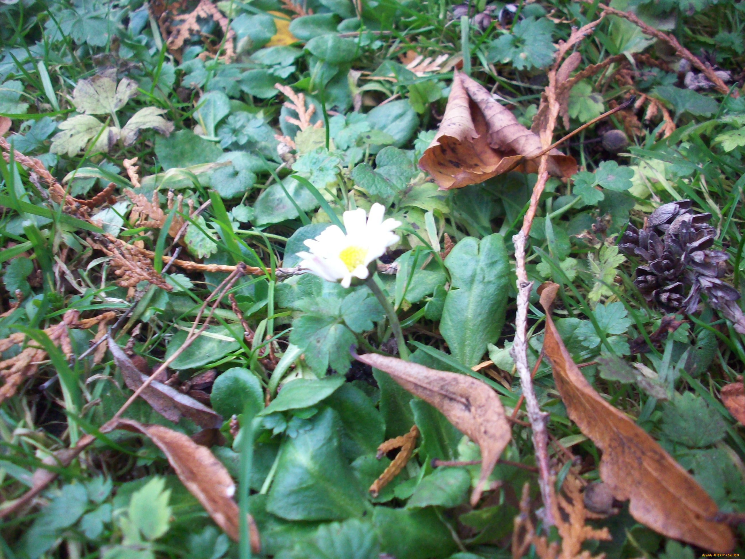 декабрьские, цветы, рига, луговые, полевые