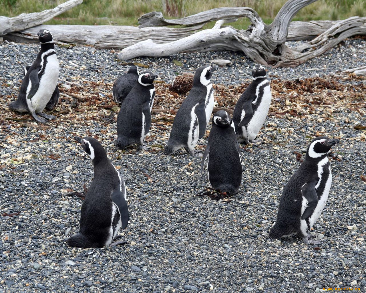 животные, пингвины