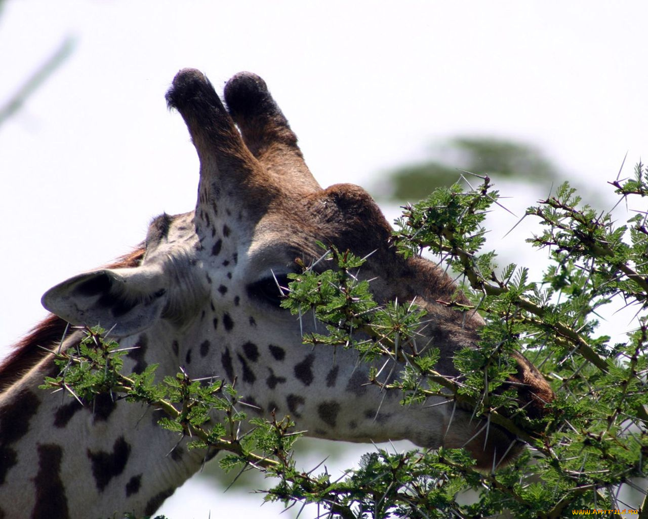 животные, жирафы