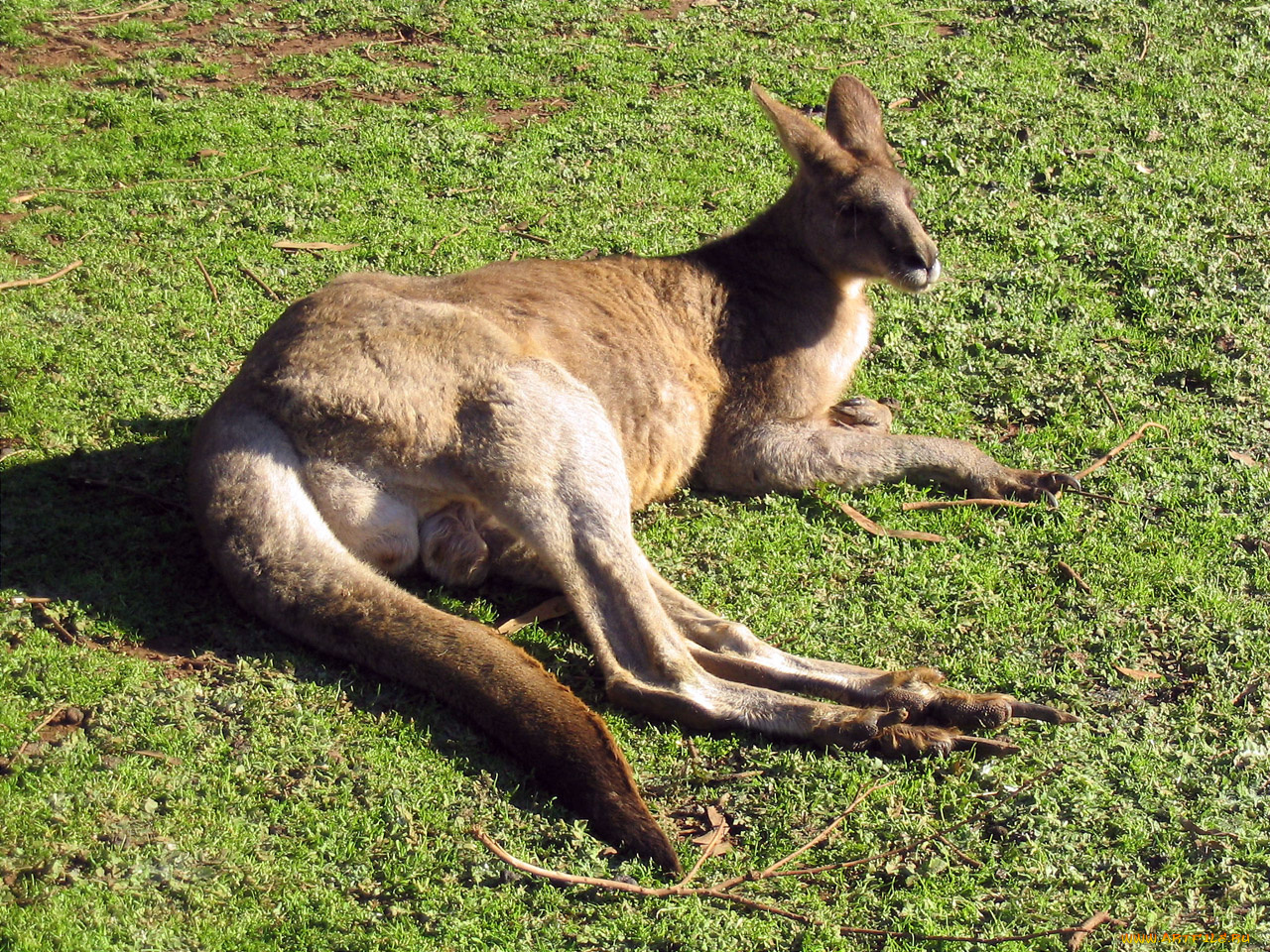 животные, кенгуру