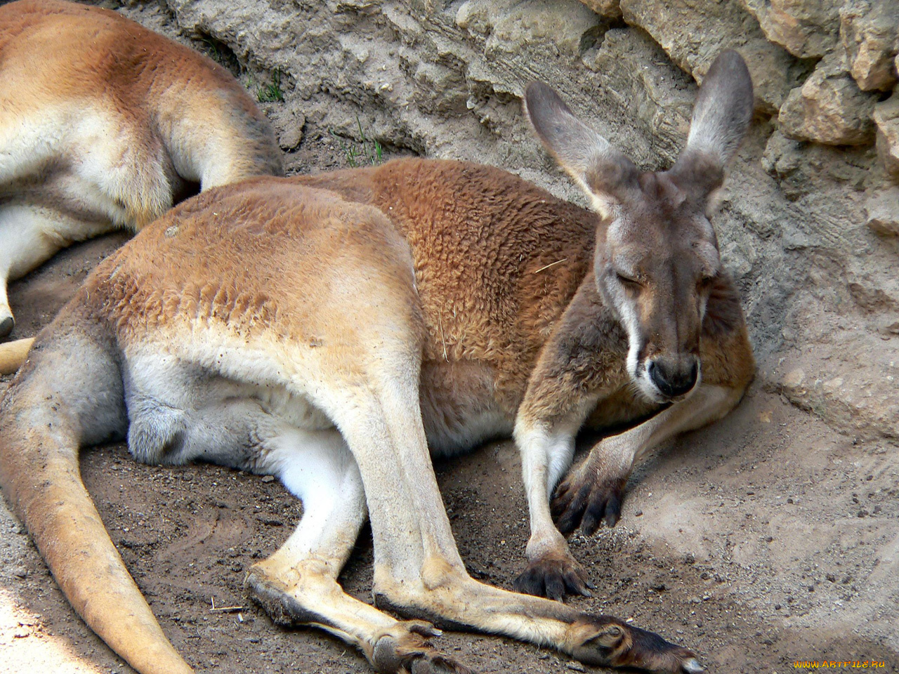 животные, кенгуру