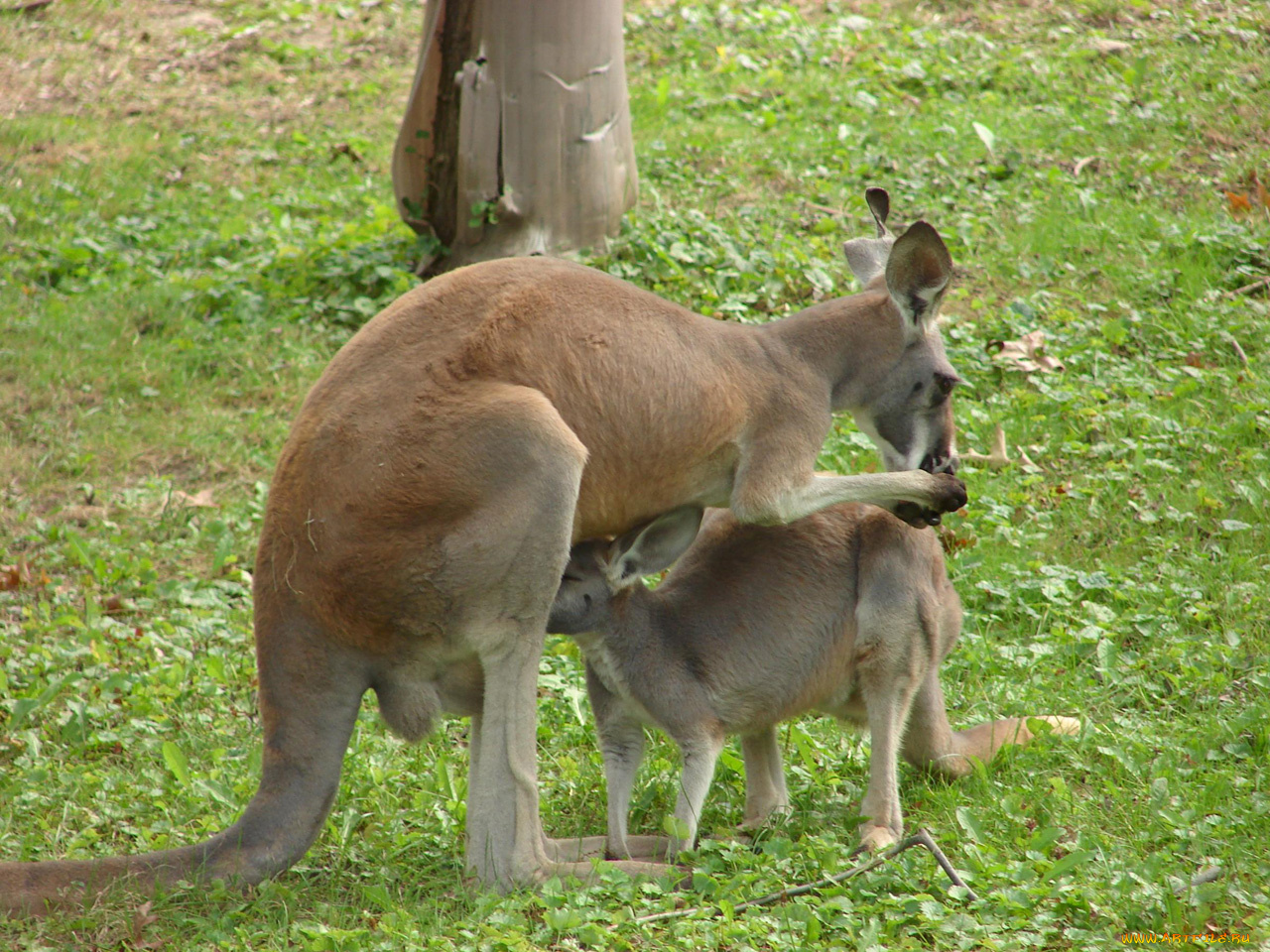 животные, кенгуру