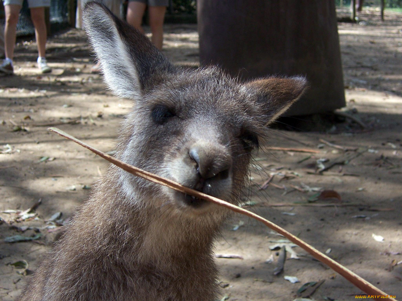 животные, кенгуру