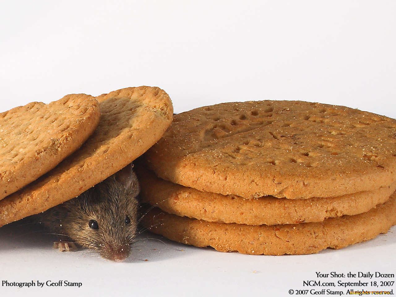 животные, крысы, мыши