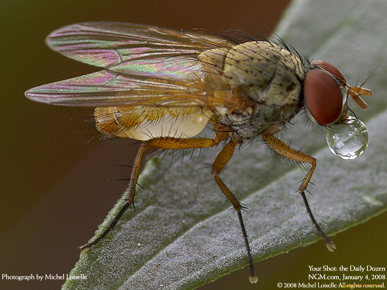 животные, насекомые