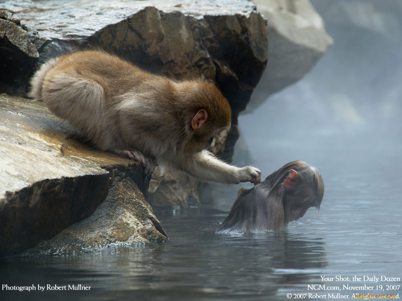 животные, обезьяны