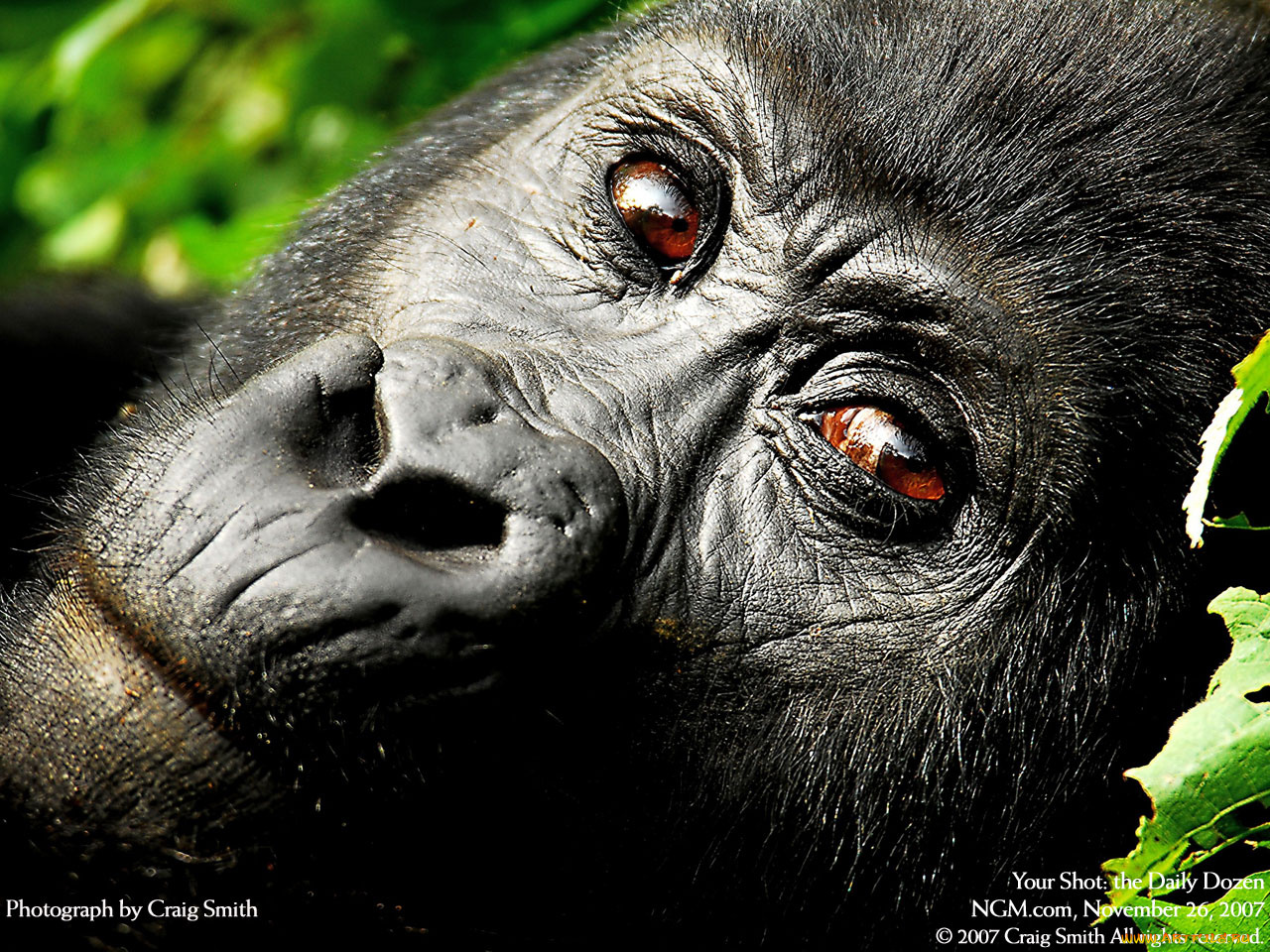 животные, обезьяны