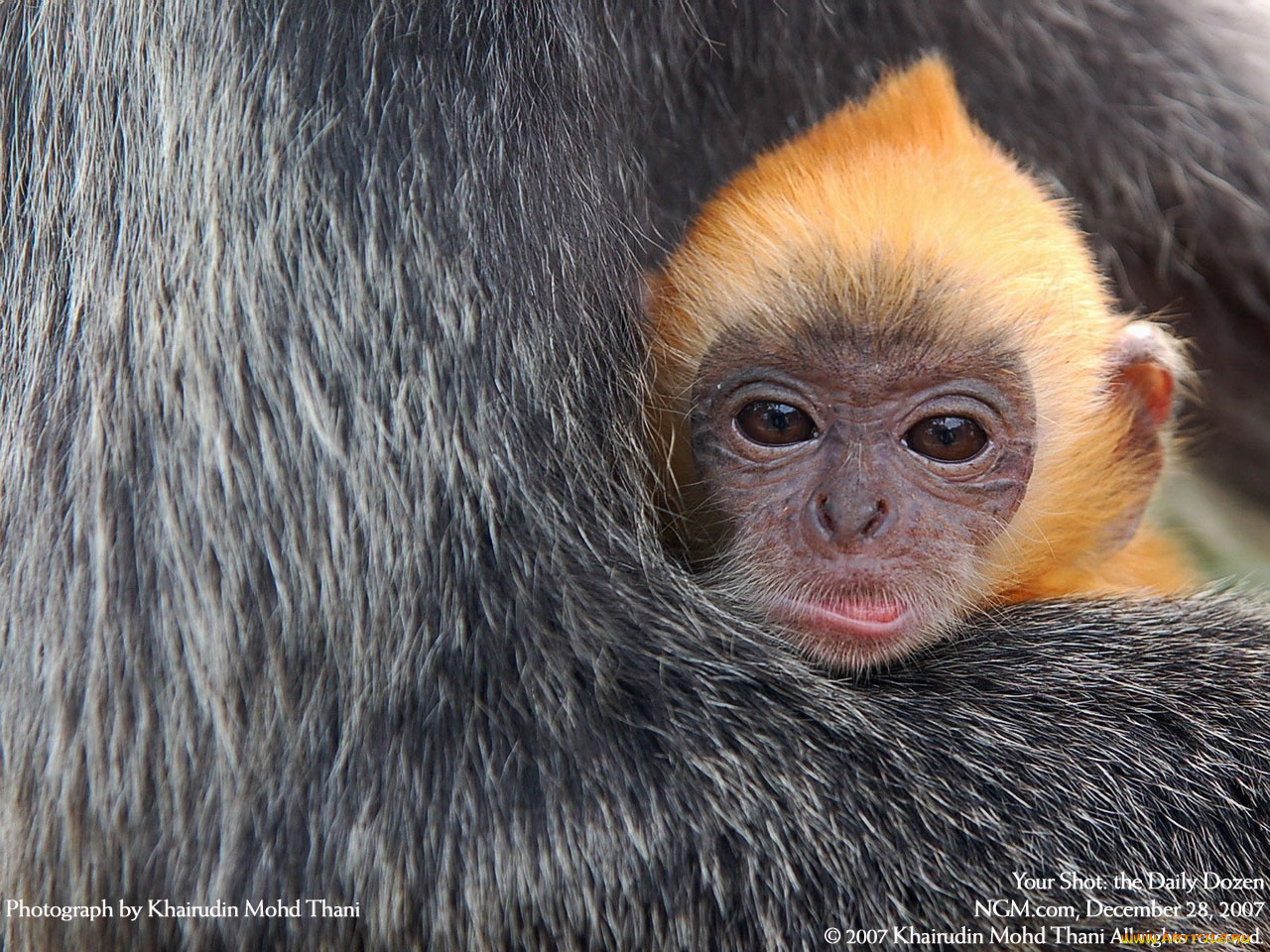 животные, обезьяны