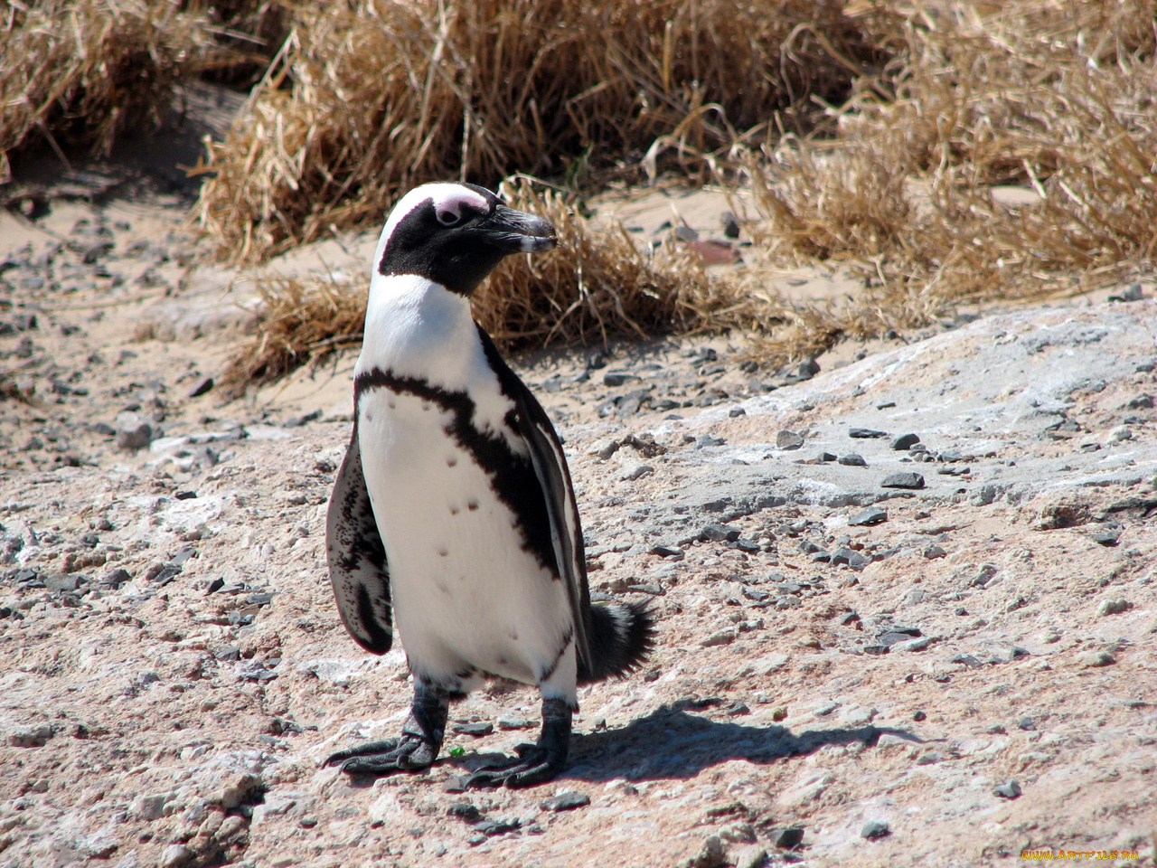 животные, пингвины