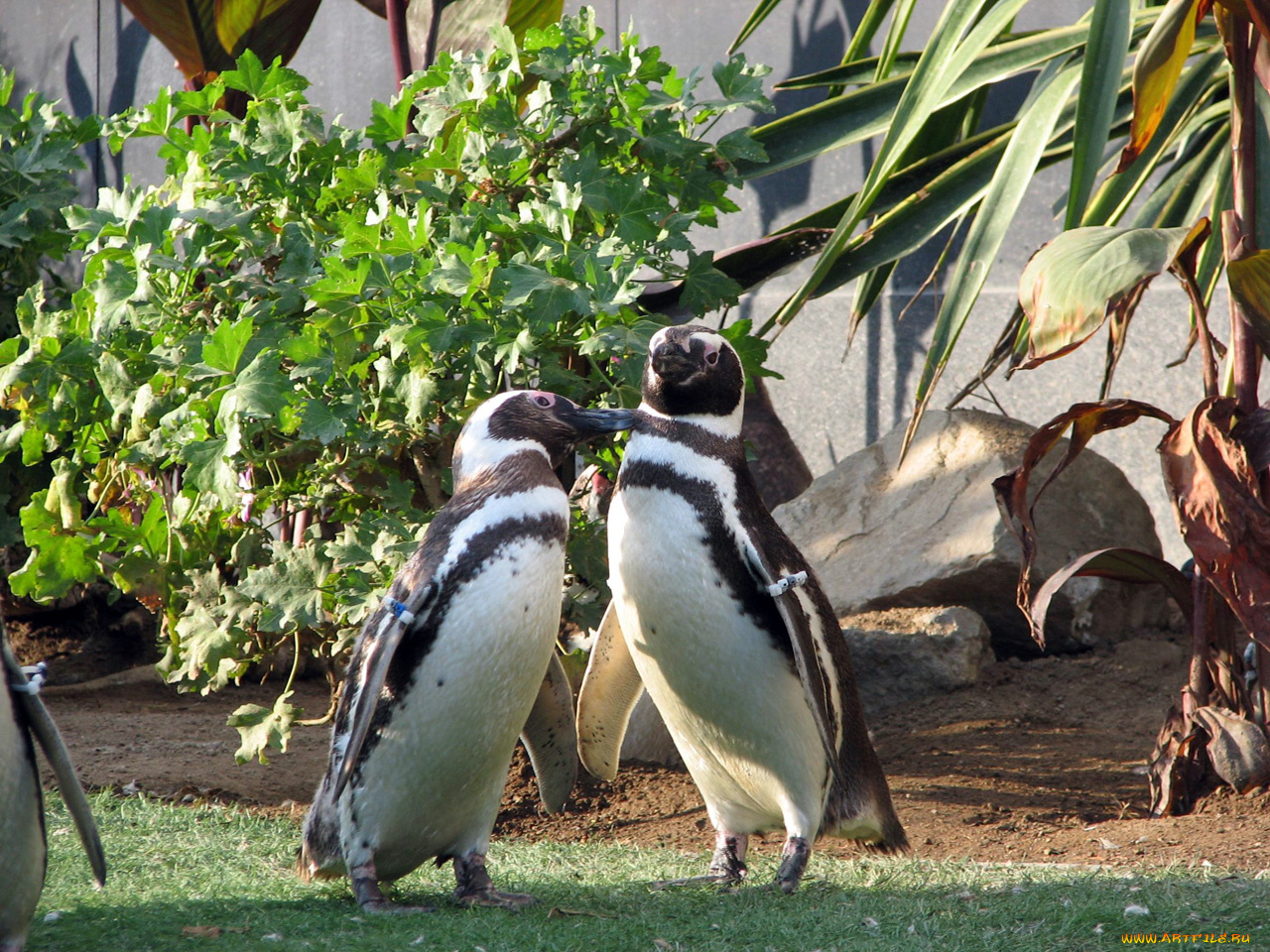 животные, пингвины