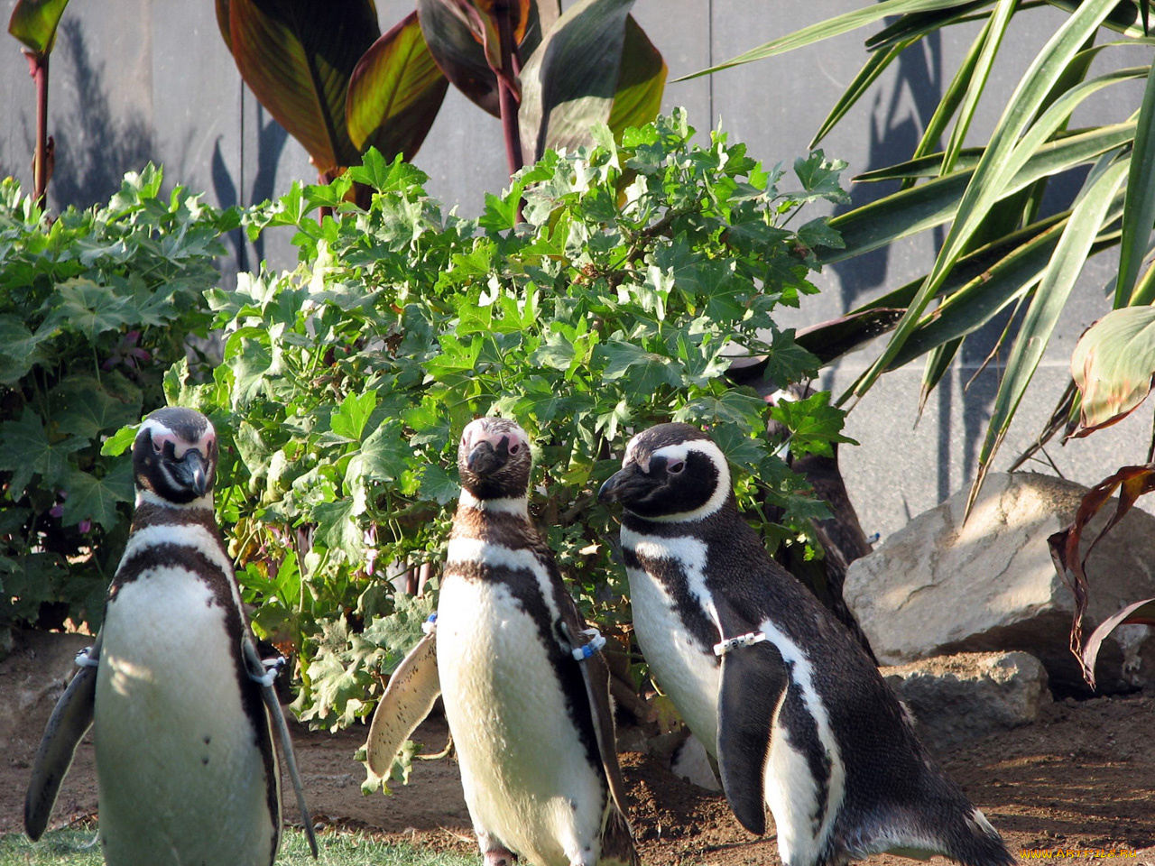 животные, пингвины